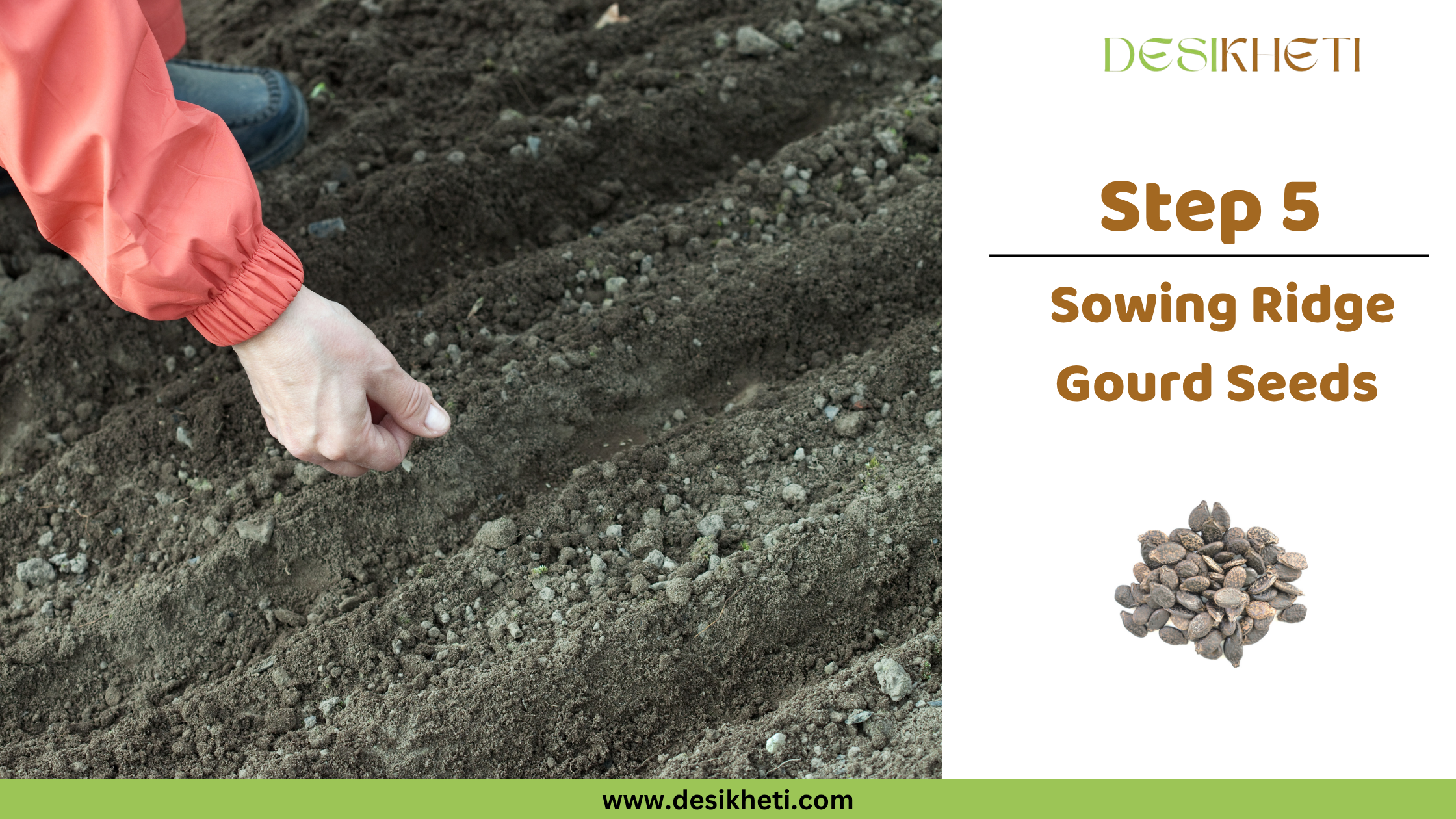 Step 5: Sowing Ridge Gourd Seeds. Step 5: Sowing Ridge Gourd Seeds. A hand is shown carefully dropping seeds into a furrow of tilled soil. The "DESIKHETI" logo is visible at the top right, along with a circular inset displaying ridge gourd seeds, and the website address "www.desikheti.com".