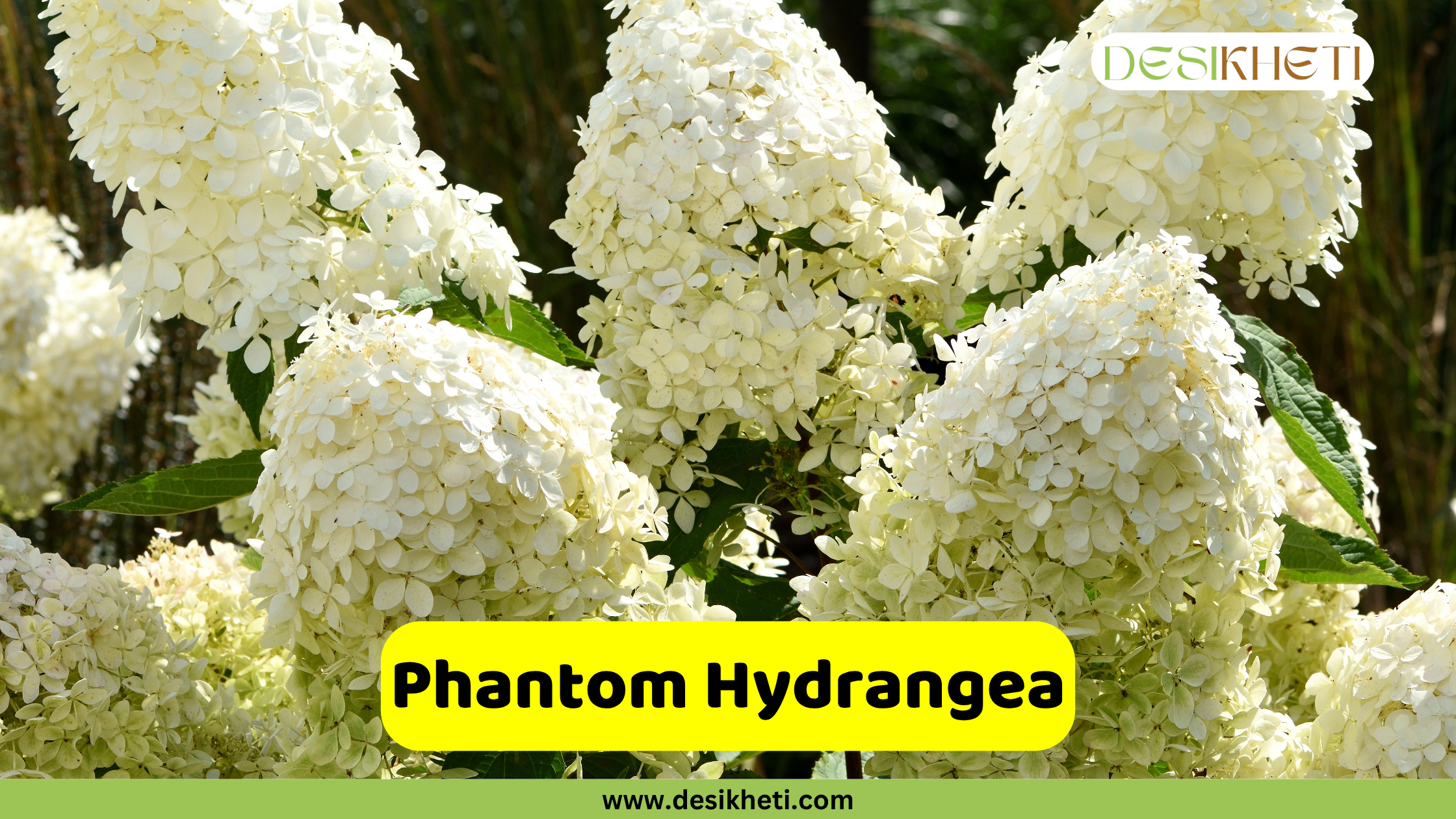 A close-up view of multiple large, cone-shaped, white to creamy white Phantom Hydrangea blooms. The background shows blurred green foliage. A yellow banner across the lower part of the image reads "Phantom Hydrangea," with "www.desikheti.com" displayed below it. The Desikheti logo is in the top right corner.
