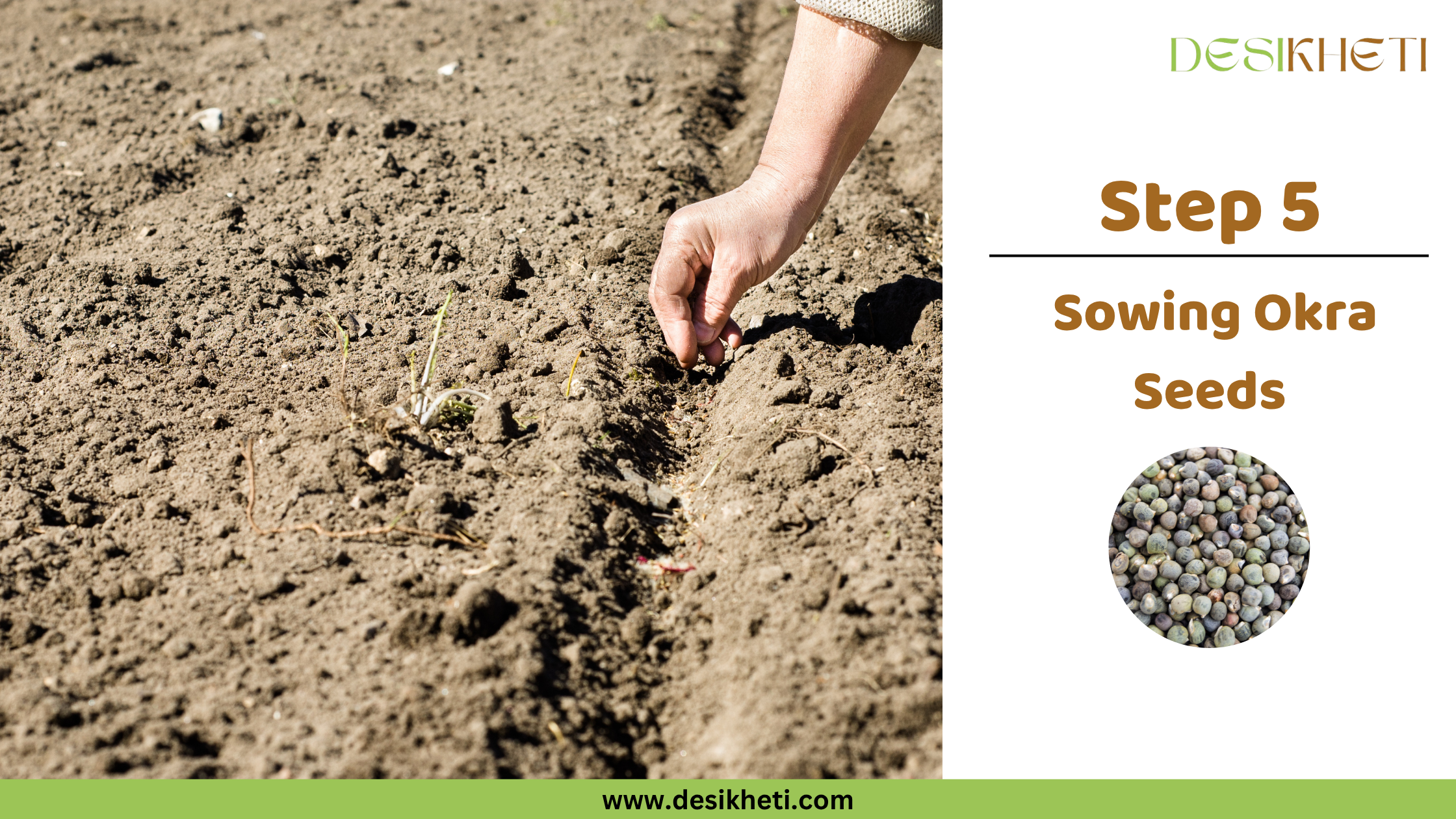 Step 5: Sowing Okra Seeds. Step 5: Sowing Okra Seeds. A hand is shown carefully planting seeds into a furrow of tilled soil. The "DESIKHETI" logo is visible at the top right, along with a circular inset displaying okra seeds, and the website address "www.desikheti.com".
Sources