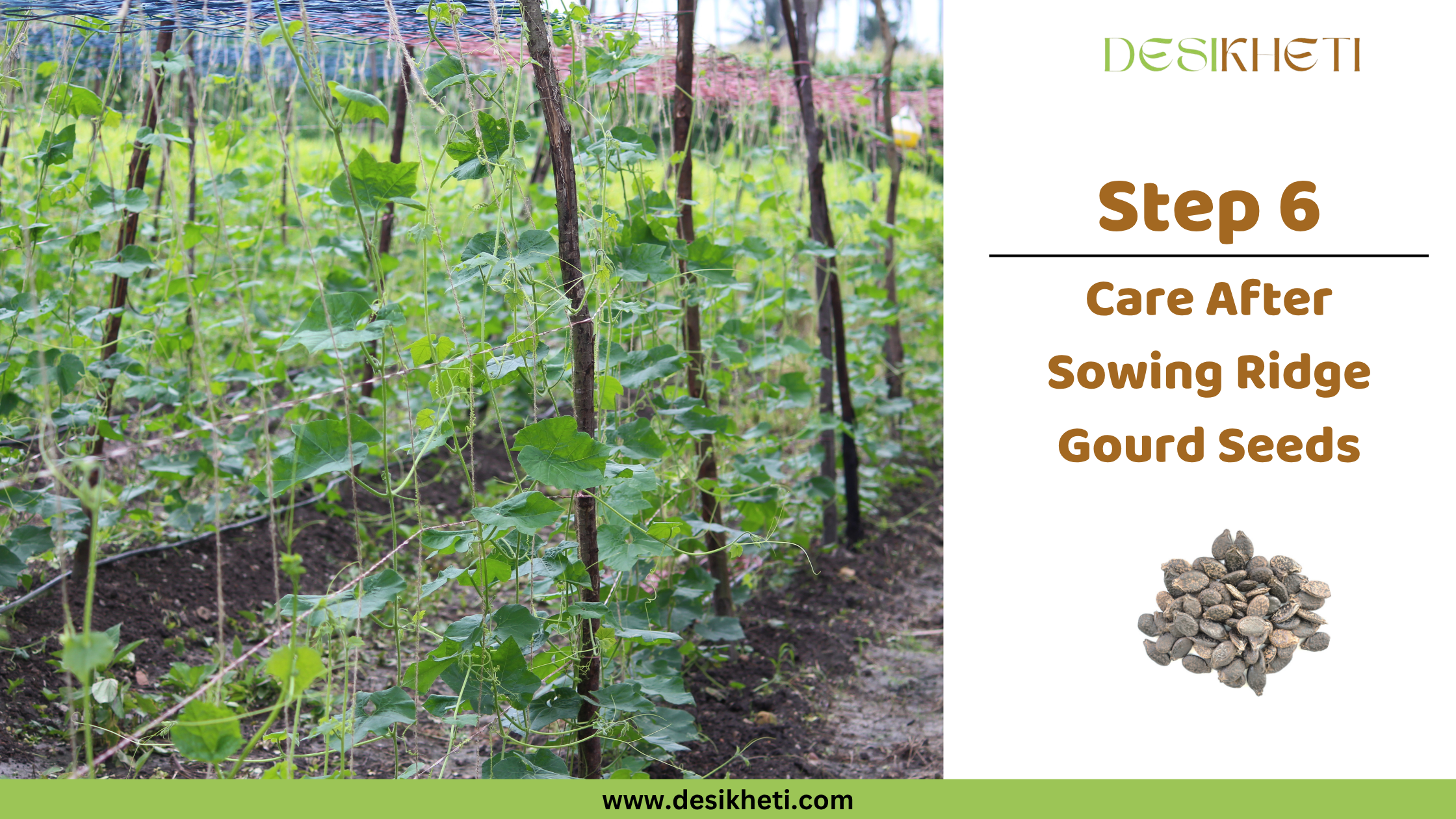 Step 6: Care After Sowing Ridge Gourd Seeds. Step 6: Care After Sowing Ridge Gourd Seeds. Young ridge gourd plants are shown growing on trellises in a field. The "DESIKHETI" logo is visible at the top right, along with a circular inset displaying ridge gourd seeds, and the website address "www.desikheti.com".