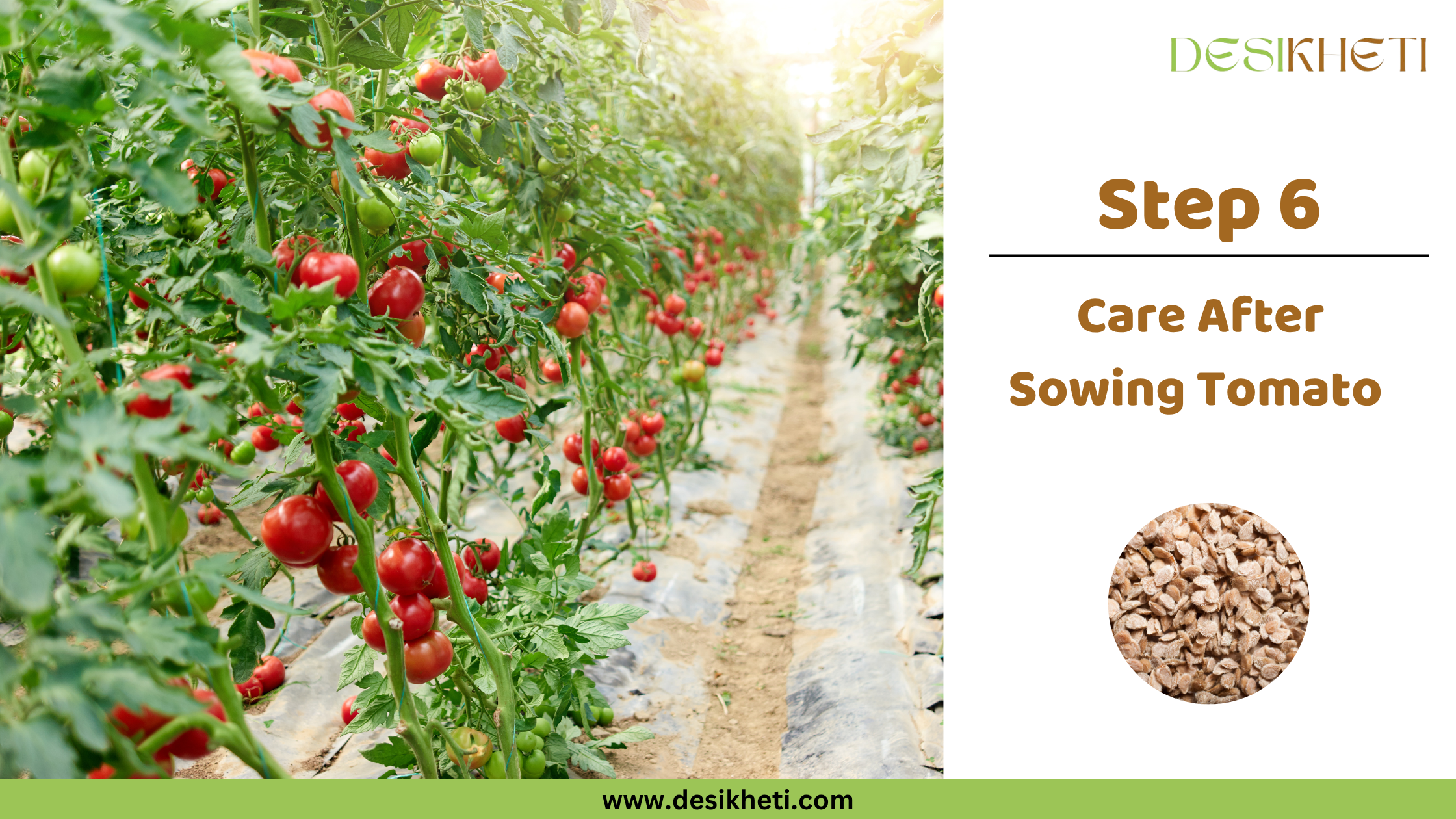 
Step 6: Care After Sowing Tomato. Rows of lush tomato plants laden with ripening red tomatoes are shown in a greenhouse or shaded growing environment, with natural light filtering in. The "DESIKHETI" logo is visible at the top right, along with a circular inset displaying tomato seeds, and the website address "www.desikheti.com".