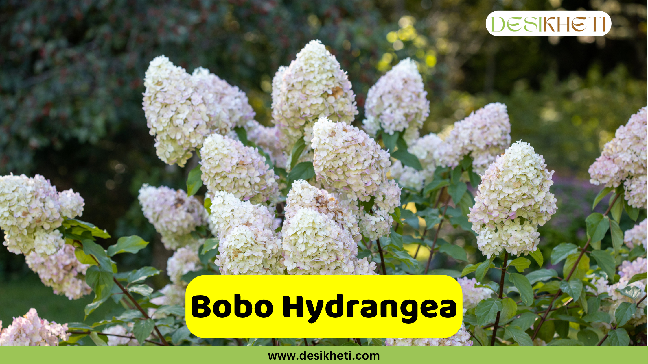 A cluster of white and pale pink Bobo Hydrangea blooms with green leaves in the background. A yellow banner in the foreground displays the text "Bobo Hydrangea," and "www.desikheti.com" is written at the very bottom. The Desikheti logo is visible in the top right corner.