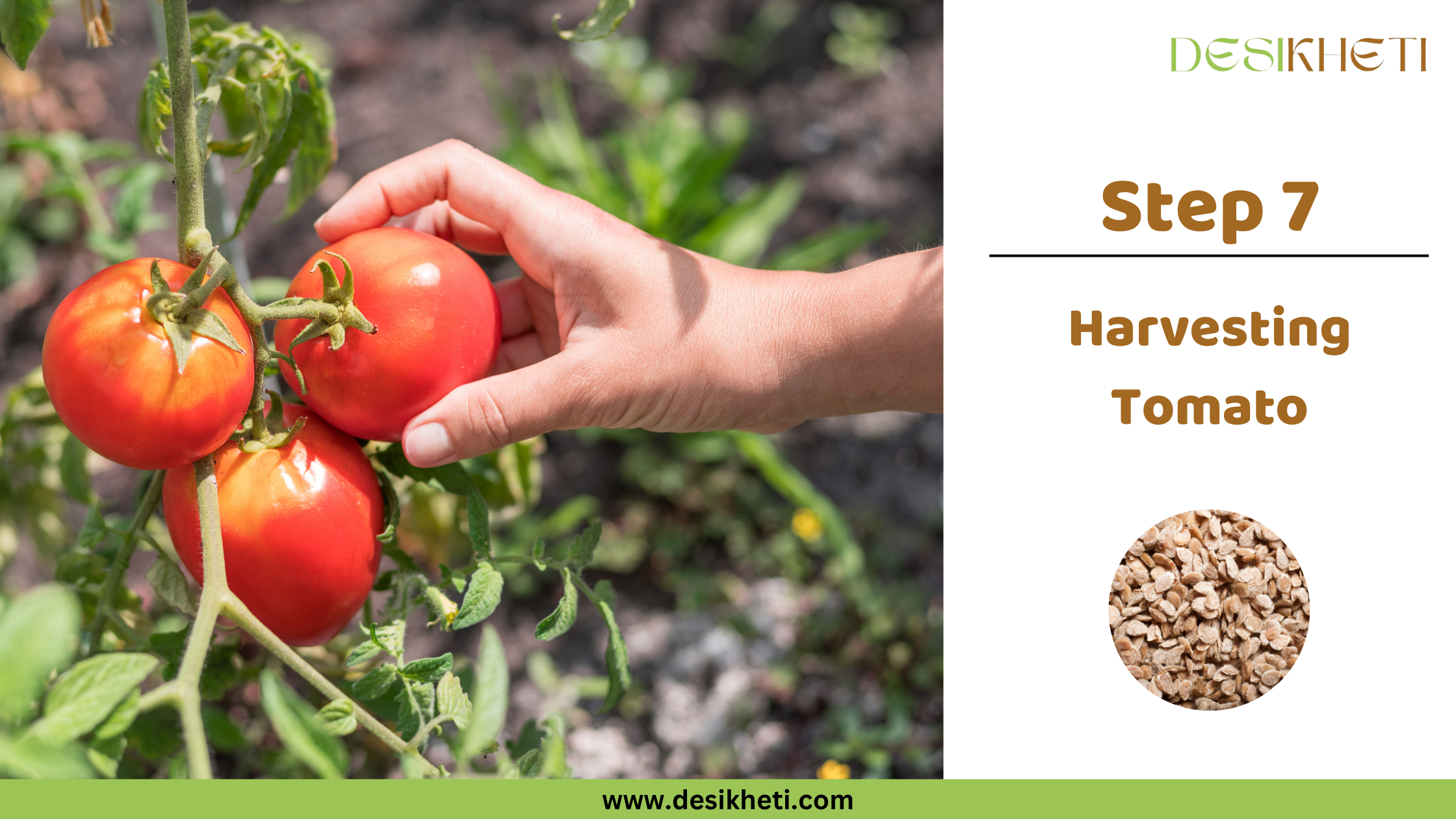 Step 7: Harvesting Tomato. A hand reaches in to pick ripe red tomatoes from a vine. The "DESIKHETI" logo is visible at the top right, along with a circular inset displaying tomato seeds, and the website address "www.desikheti.com".