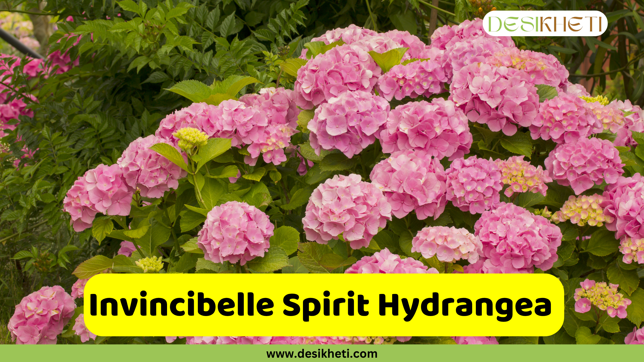 A lush bush filled with vibrant pink Invincibelle Spirit Hydrangea blooms, with green foliage visible around and between the flowers. A yellow banner with rounded corners is positioned in the lower portion of the image, featuring the text "Invincibelle Spirit Hydrangea." Below this, "www.desikheti.com" is displayed. The Desikheti logo is in the top right corner.