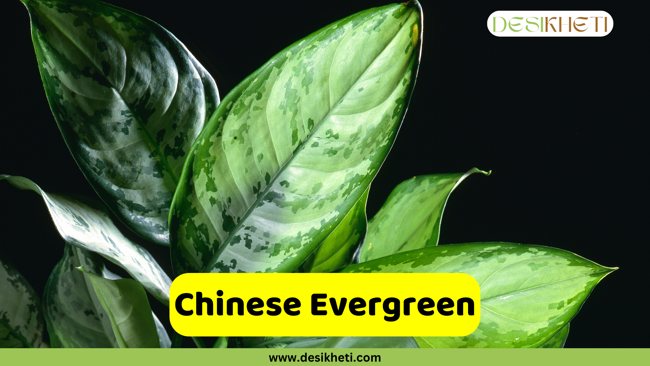 Chinese Evergreen plant
A close-up of a Chinese Evergreen plant (Aglaonema) featuring large, variegated green leaves with lighter green and silver patterns, set against a dark background. The "DESIKHETI" logo is in the top right corner. A yellow banner near the bottom reads "Chinese Evergreen" with "www.desikheti.com" below it.