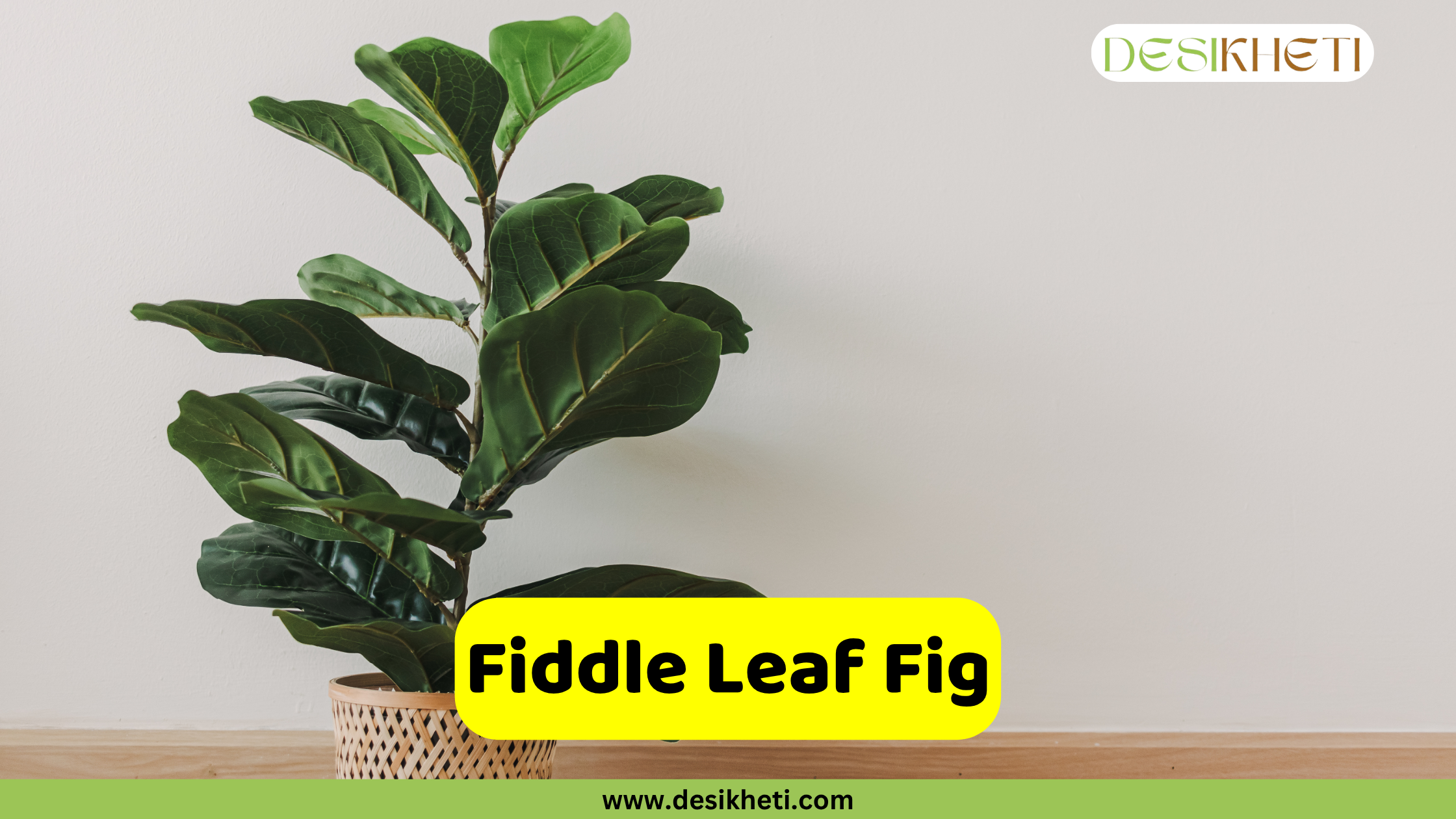Fiddle Leaf Fig plant
A Fiddle Leaf Fig plant (Ficus lyrata) with large, dark green, violin-shaped leaves, displayed in a woven pot on a light wooden surface against a plain white wall. The "DESIKHETI" logo is visible in the top right corner. A yellow banner near the bottom of the image reads "Fiddle Leaf Fig" with "www.desikheti.com" beneath it.