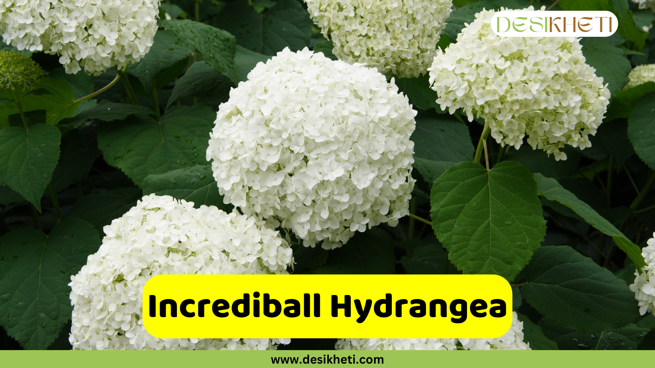 A close-up of several large, spherical, white Incrediball Hydrangea blooms surrounded by dark green leaves. A prominent yellow banner with rounded corners is centered at the bottom, featuring the text "Incrediball Hydrangea." Below this, "www.desikheti.com" is displayed. The Desikheti logo is in the top right corner.