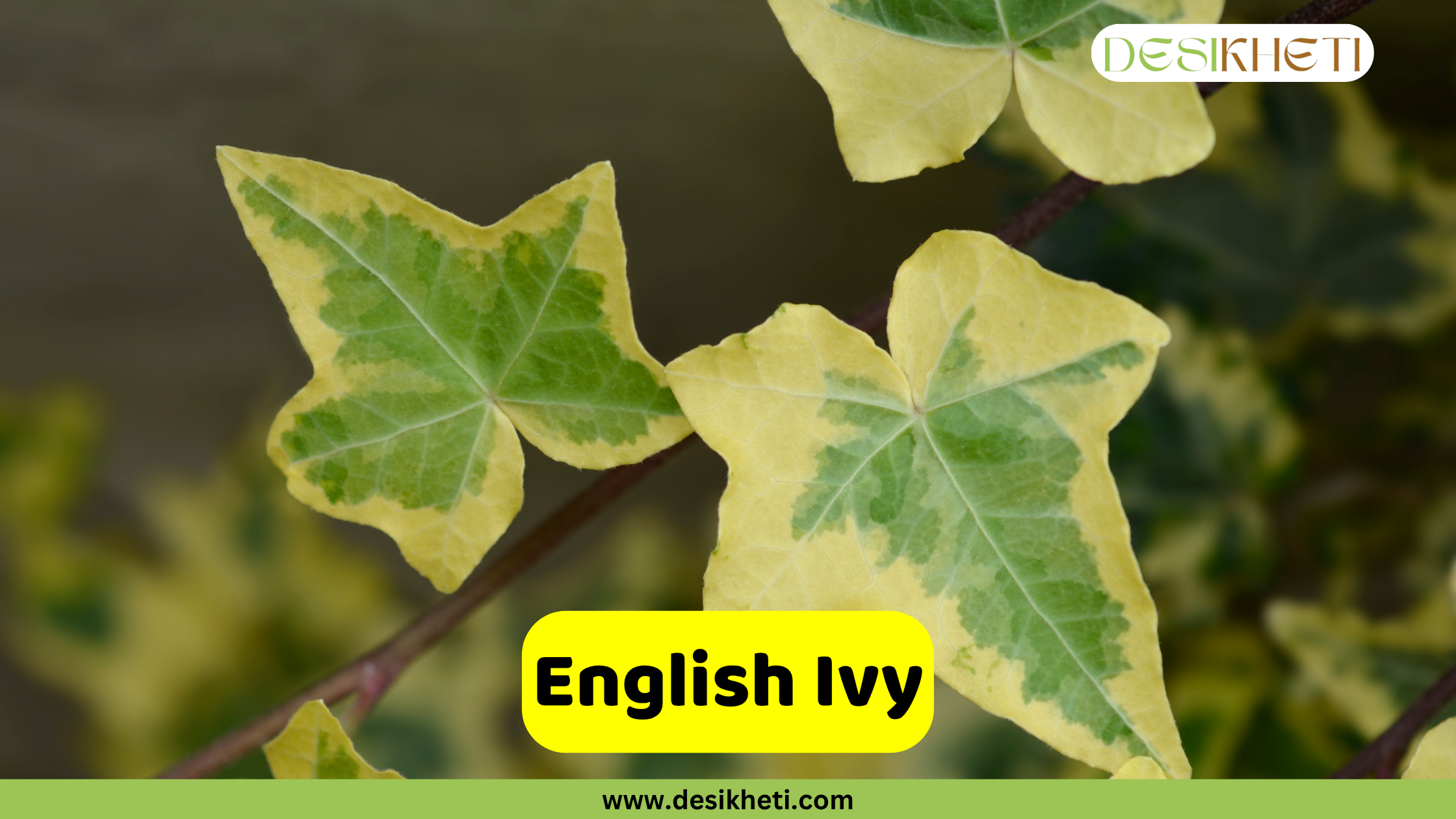 English Ivy
A close-up view of variegated English Ivy leaves (Hedera helix), featuring a distinct pattern of green centers and bright yellow edges. The "DESIKHETI" logo is visible in the top right corner. A yellow banner in the lower center reads "English Ivy" with "www.desikheti.com" displayed beneath it.