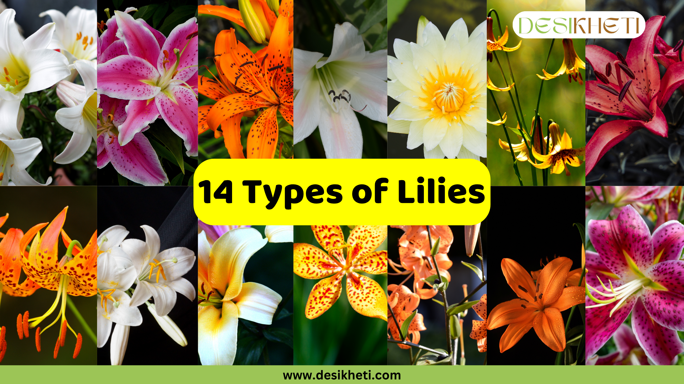 A grid displaying 14 different types of lilies. The top row features white, pink, orange, white, yellow, yellow, and red lilies. The bottom row shows orange, white, yellow, yellow and orange spotted, orange, orange, and pink spotted lilies. The text "14 Types of Lilies" is prominently displayed in the center. The bottom of the image has "www.desikheti.com" and the top right has the Desikheti logo.