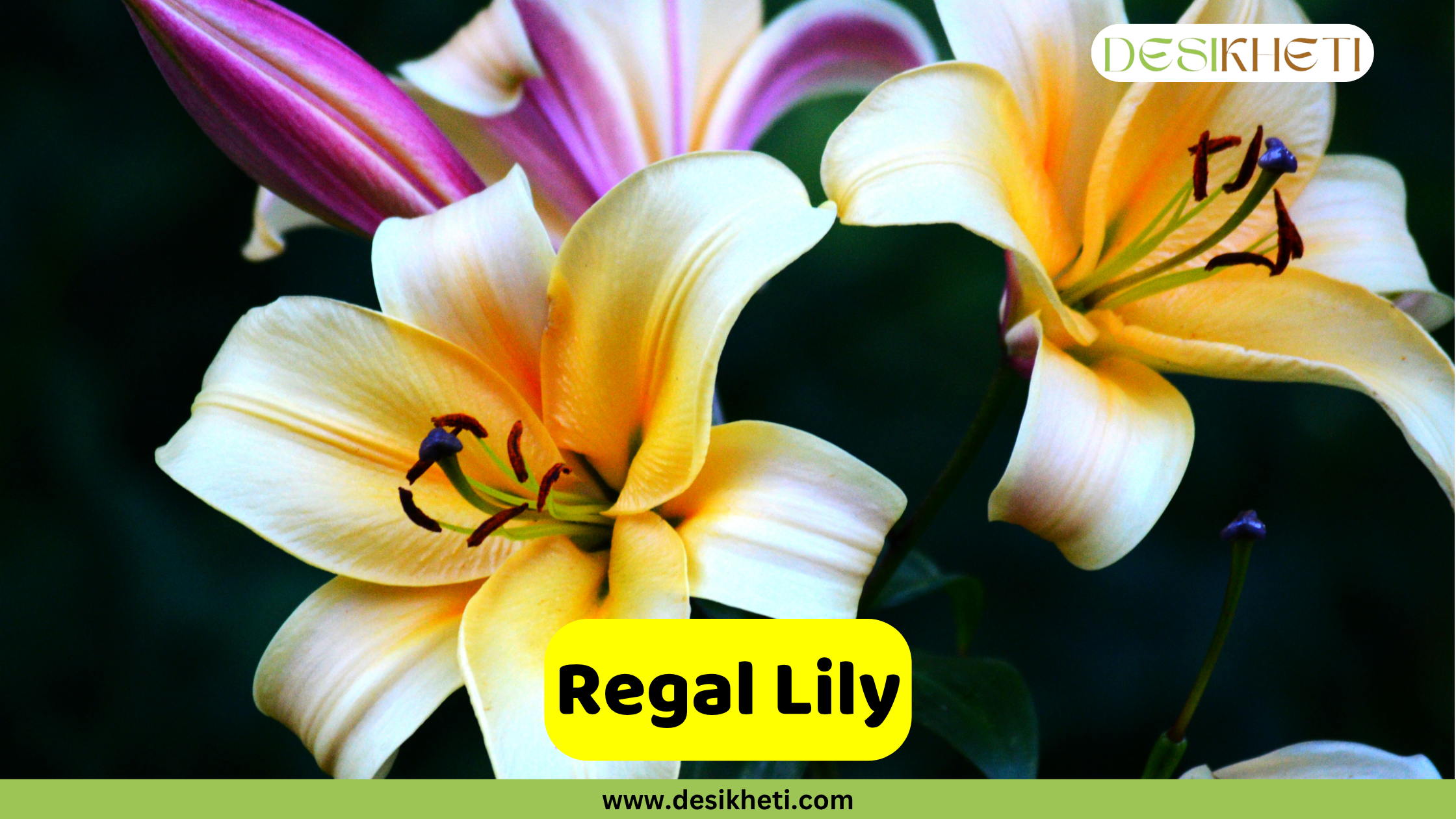 Regal Lily
A close-up of a beautiful Regal Lily, showcasing its creamy white petals with a vibrant yellow throat and dark stamens. Another blurred lily and a purple bud are visible in the background against a dark, soft-focus setting. A yellow text box in the bottom center reads "Regal Lily". The bottom of the image shows "www.desikheti.com" and the top right has the Desikheti logo.