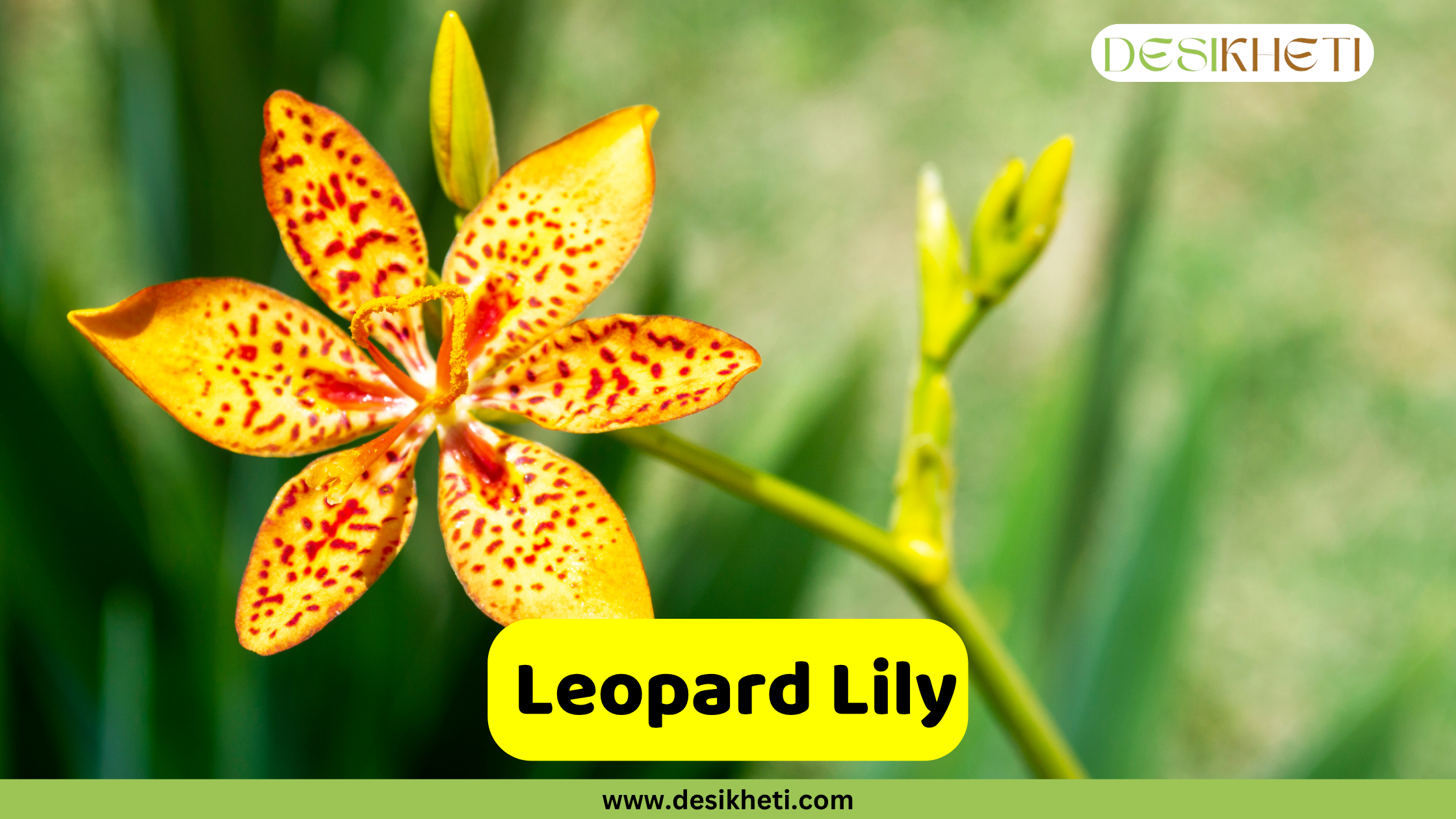 Leopard Lily
A bright orange Leopard Lily with numerous red spots on its six petals, with a green stem and bud to the right, set against a soft green background. A yellow text box in the bottom center reads "Leopard Lily". The bottom of the image shows "www.desikheti.com" and the top right has the Desikheti logo.