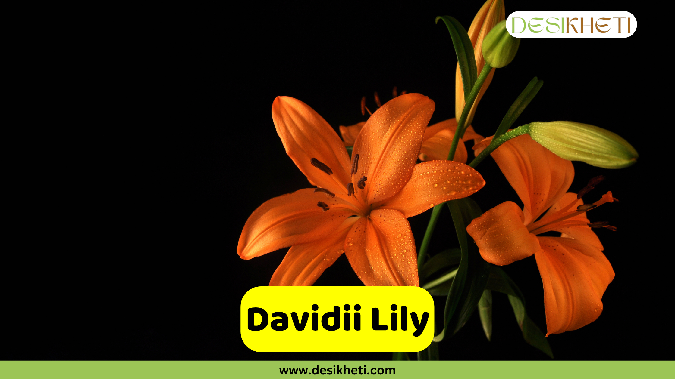 Davidii Lily
A close-up of two vibrant orange Davidii Lilies with small water droplets on their petals, accompanied by several green buds, all set against a stark black background. A yellow text box in the bottom center reads "Davidii Lily". The bottom of the image shows "www.desikheti.com" and the top right has the Desikheti logo.