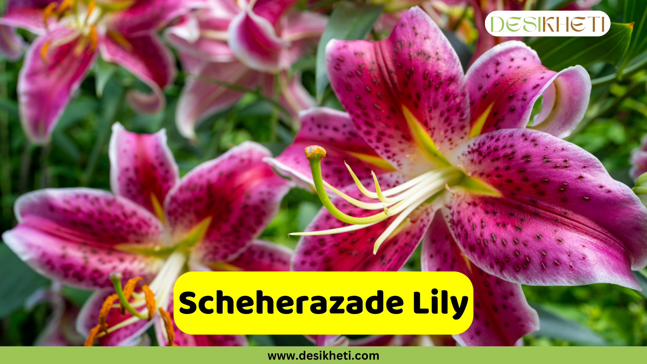 Scheherazade Lily
A close-up of a vibrant Scheherazade Lily with striking pink petals, heavily speckled with darker pink spots, and a prominent green pistil and yellow stamens, with other blurred pink lilies in the background. A yellow text box in the bottom center reads "Scheherazade Lily". The bottom of the image shows "www.desikheti.com" and the top right has the Desikheti logo.