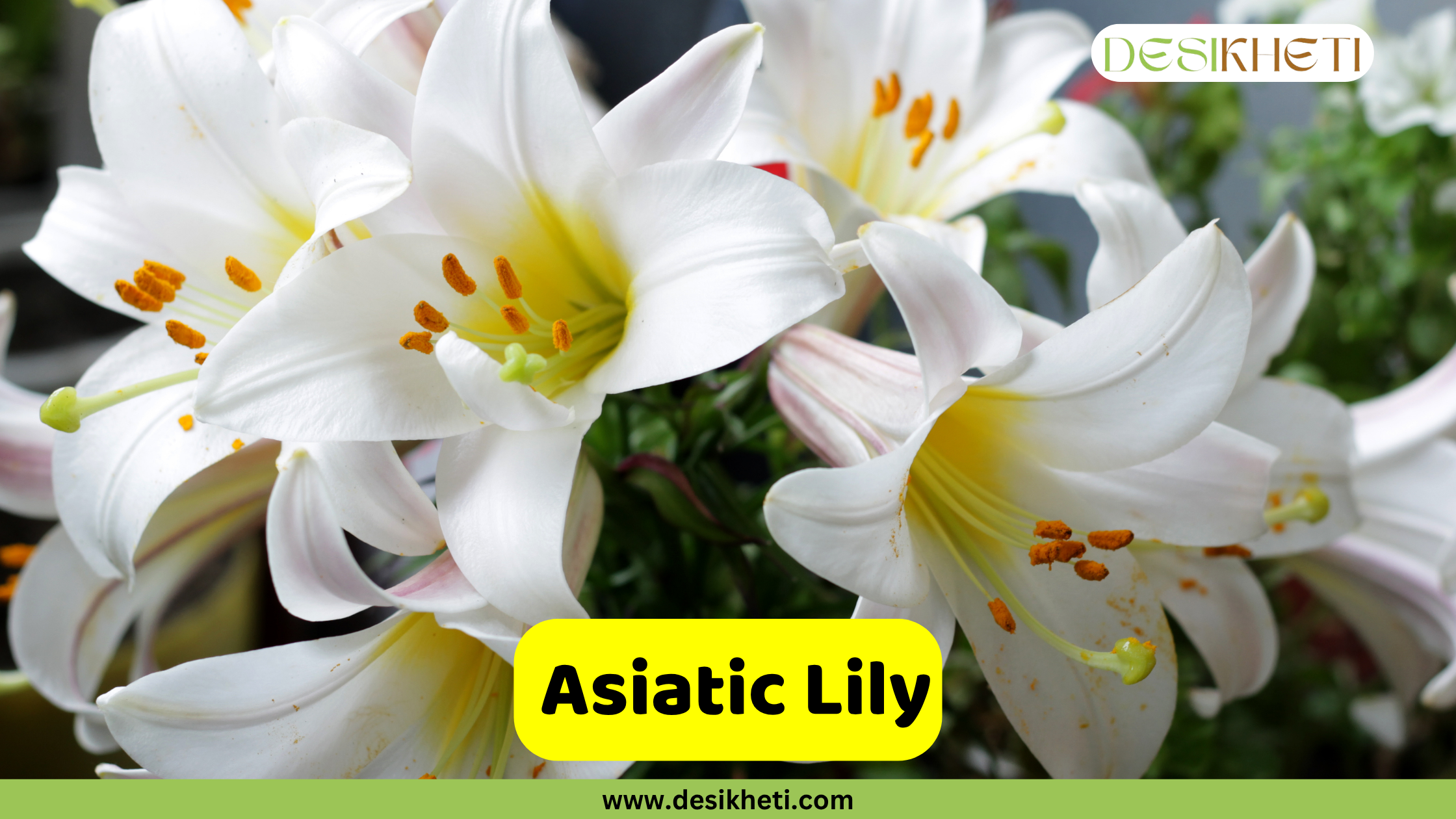 Asiatic Lilies A close-up of several white Asiatic Lilies with a soft yellow hue in their centers and prominent orange stamens, blooming amongst green foliage. A yellow text box in the bottom center reads "Asiatic Lily". The bottom of the image shows "www.desikheti.com" and the top right has the Desikheti logo.