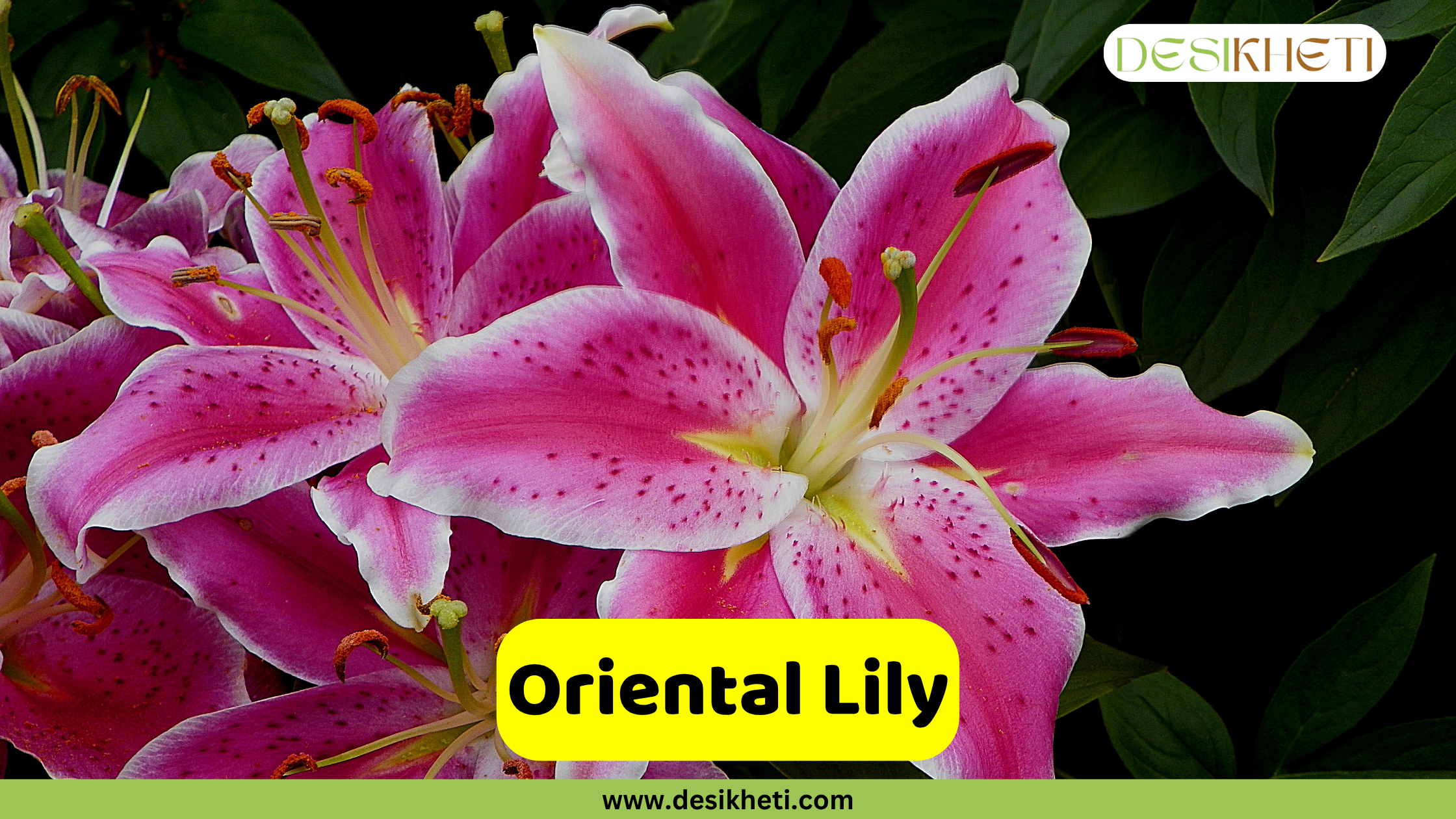 Oriental Lily
A close-up of a vibrant pink Oriental Lily with dark pink spots and white edges on its petals, surrounded by green foliage. The center of the image has a yellow text box that reads "Oriental Lily". The bottom of the image shows "www.desikheti.com" and the top right has the Desikheti logo.