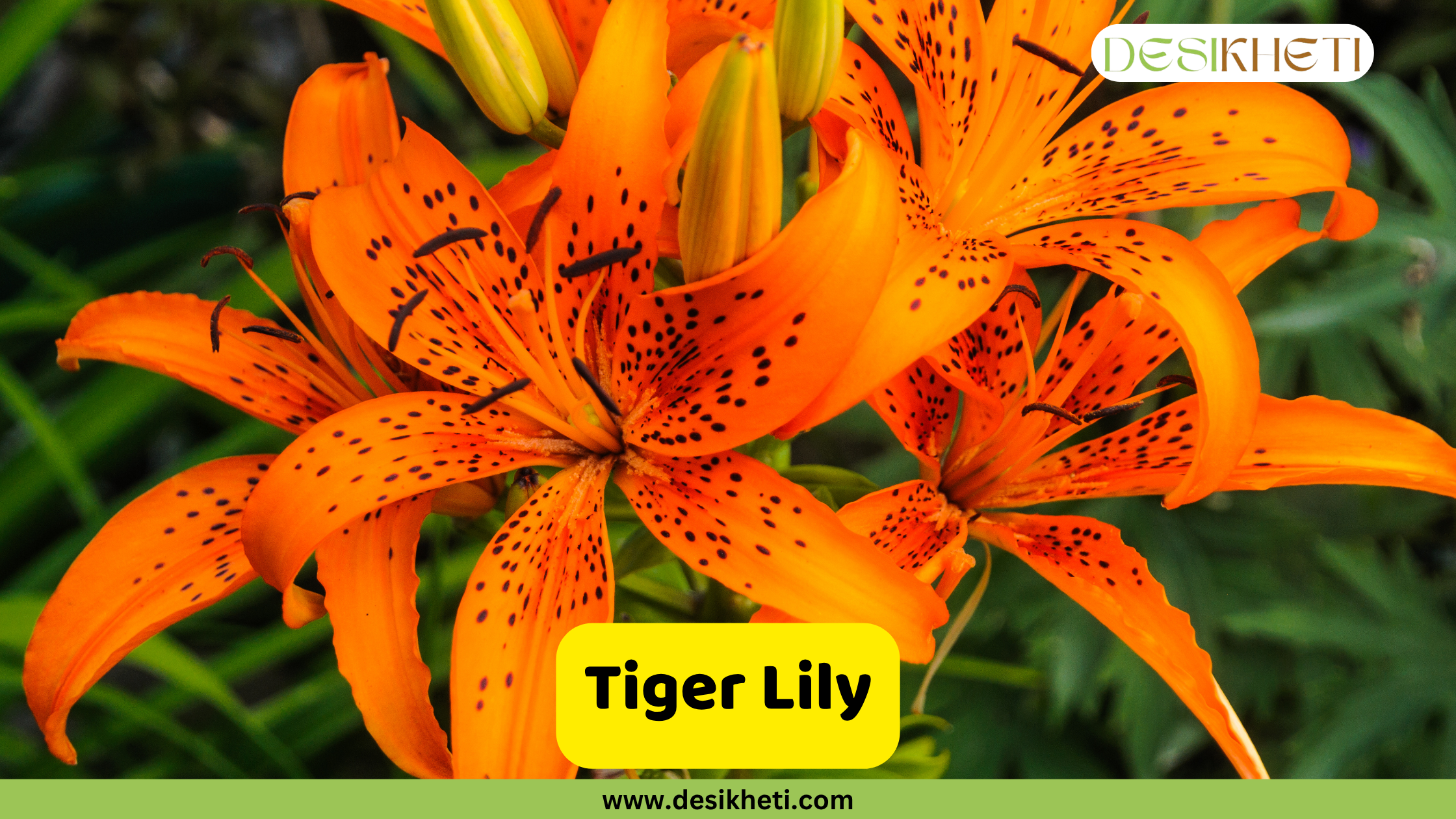 Tiger Lilies
A close-up of several vibrant orange Tiger Lilies with distinctive black spots on their petals, set against a blurred green background. A yellow text box in the bottom center reads "Tiger Lily". The bottom of the image shows "www.desikheti.com" and the top right has the Desikheti logo.