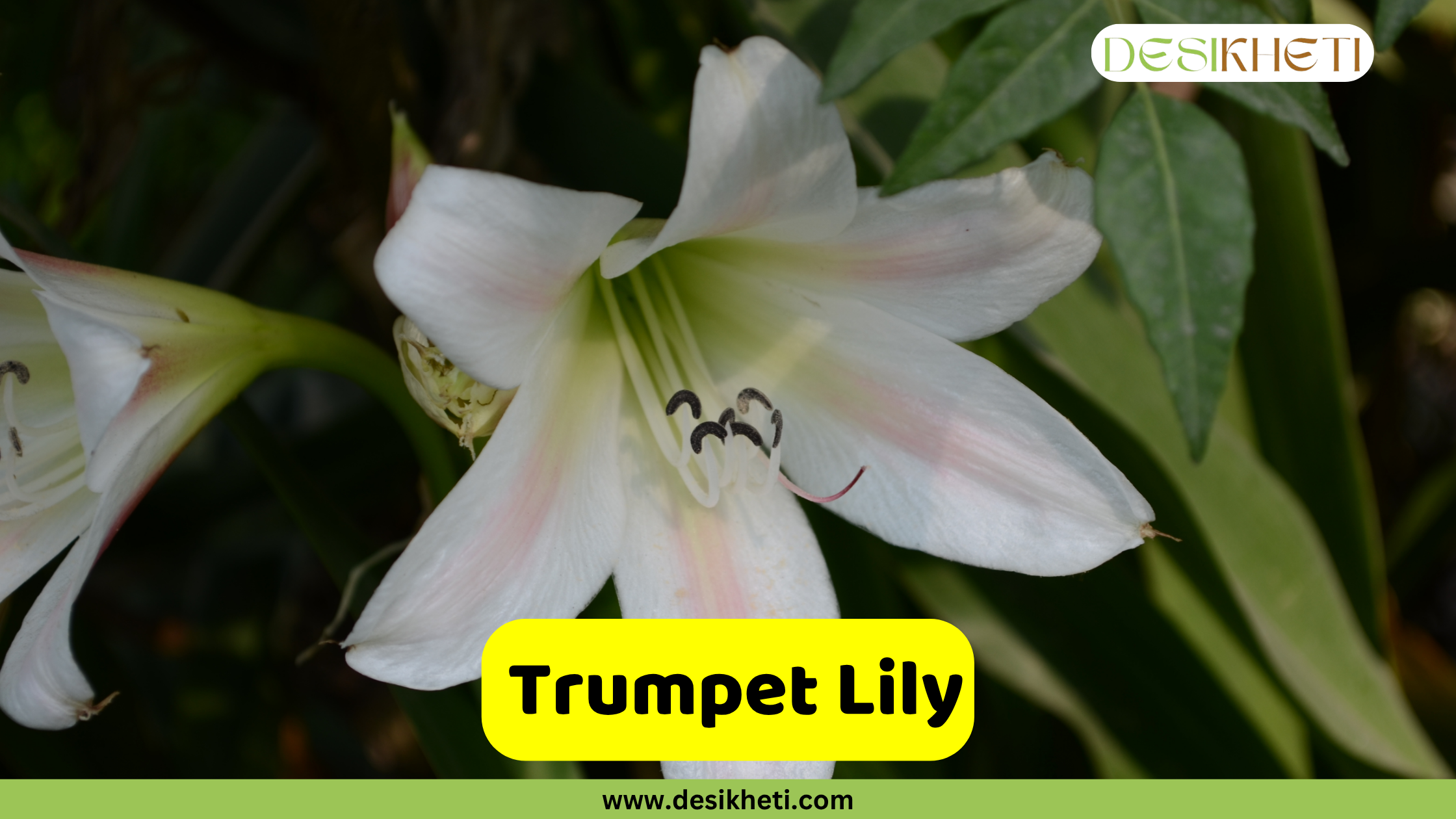 Trumpet Lily
A close-up of a white Trumpet Lily with a soft pink hue in its throat and prominent stamens. The background is blurred green foliage. A yellow text box in the bottom center reads "Trumpet Lily". The bottom of the image shows "www.desikheti.com" and the top right has the Desikheti logo.