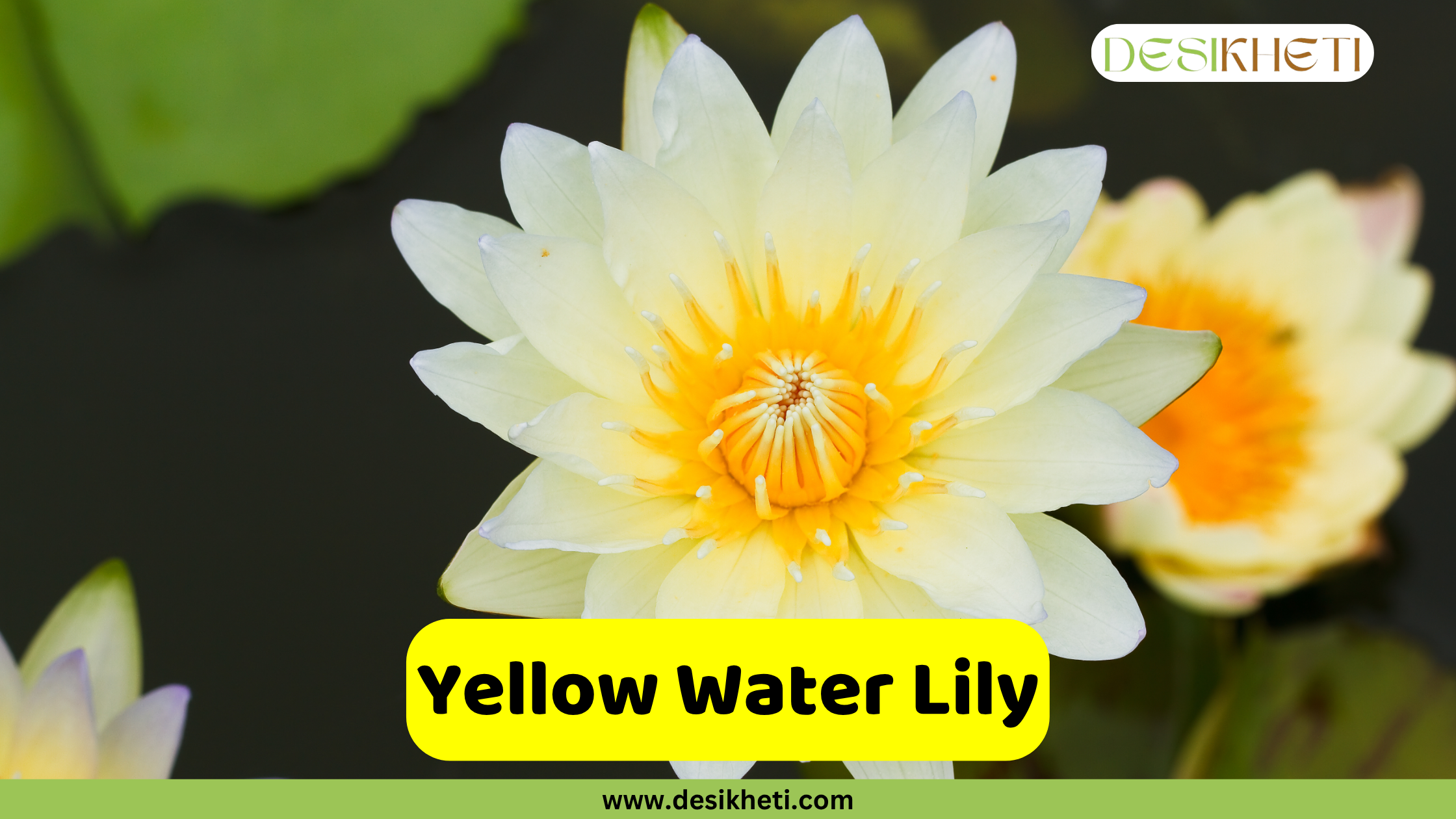 Yellow Water Lily
A close-up of a bright yellow water lily with a vibrant yellow center, floating on dark water with green lily pads and a blurred second yellow water lily in the background. A yellow text box in the bottom center reads "Yellow Water Lily". The bottom of the image shows "www.desikheti.com" and the top right has the Desikheti logo.