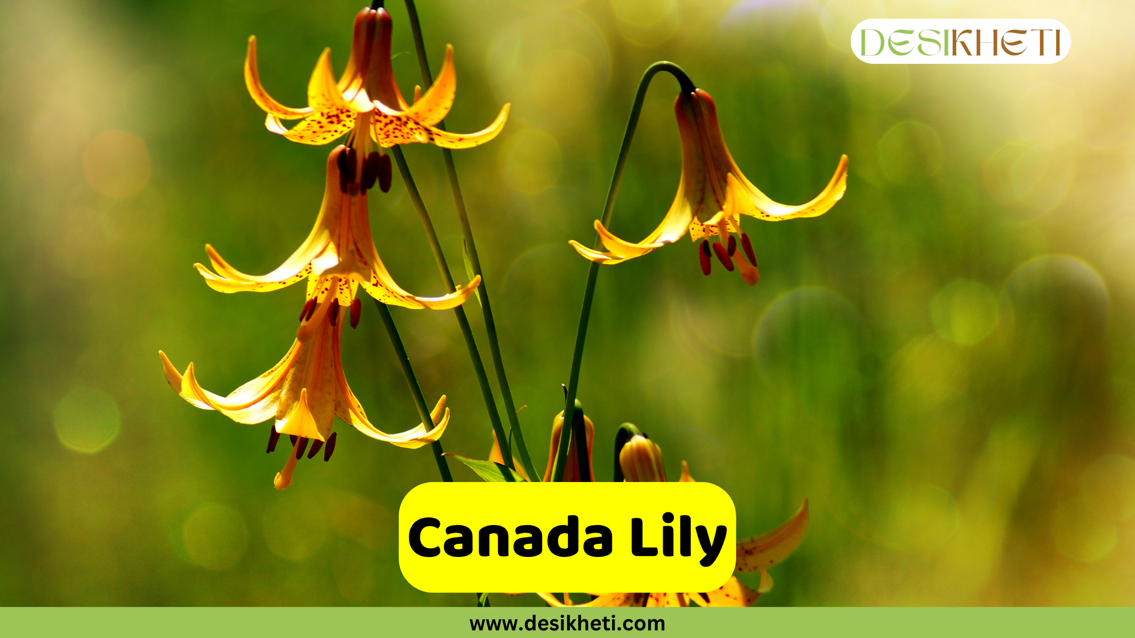 Canada Lily
A cluster of several drooping, bell-shaped Canada Lilies with yellow petals and red-brown spots, hanging from a green stem against a soft, blurred green background. A yellow text box in the bottom center reads "Canada Lily". The bottom of the image shows "www.desikheti.com" and the top right has the Desikheti logo.