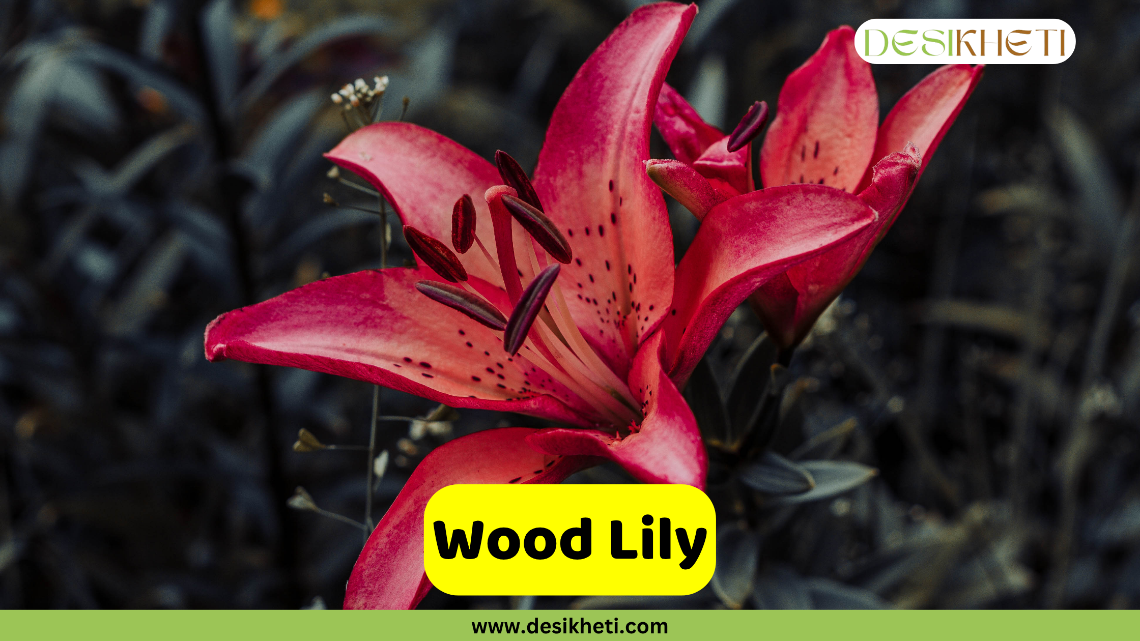 Wood Lily
A close-up of a vibrant red Wood Lily with subtle dark spots on its petals and prominent dark stamens, set against a blurred background of dark green foliage. A yellow text box in the bottom center reads "Wood Lily". The bottom of the image shows "www.desikheti.com" and the top right has the Desikheti logo.