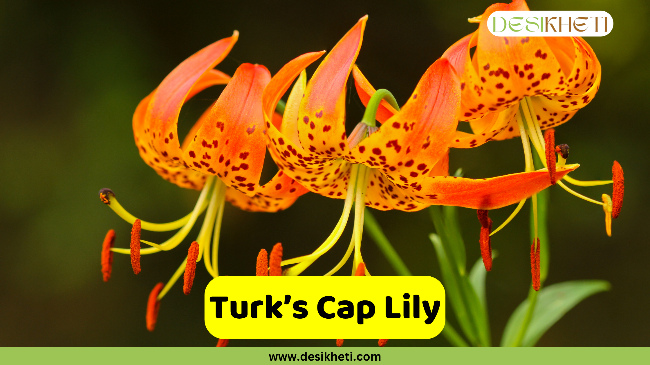 Turk's Cap Lily
A close-up of several vibrant orange Turk's Cap Lilies with prominent red-brown spots and distinctively recurved petals, against a blurred dark green background. A yellow text box in the bottom center reads "Turk's Cap Lily". The bottom of the image shows "www.desikheti.com" and the top right has the Desikheti logo.