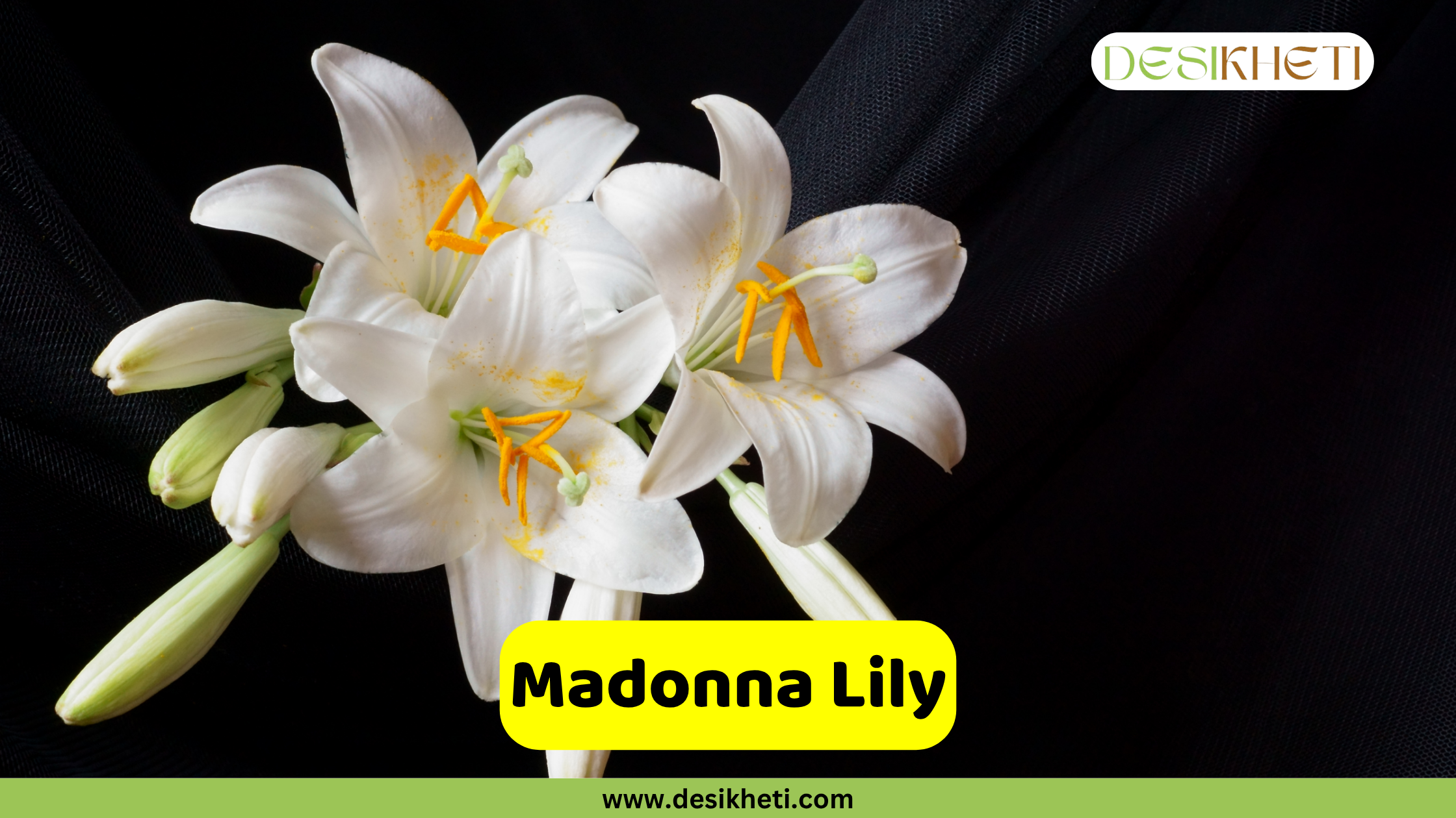 Madonna Lily
A pristine white Madonna Lily with several blooms and buds, featuring bright orange stamens, set against a dark, possibly black, draped background. A yellow text box in the bottom center reads "Madonna Lily". The bottom of the image shows "www.desikheti.com" and the top right has the Desikheti logo.