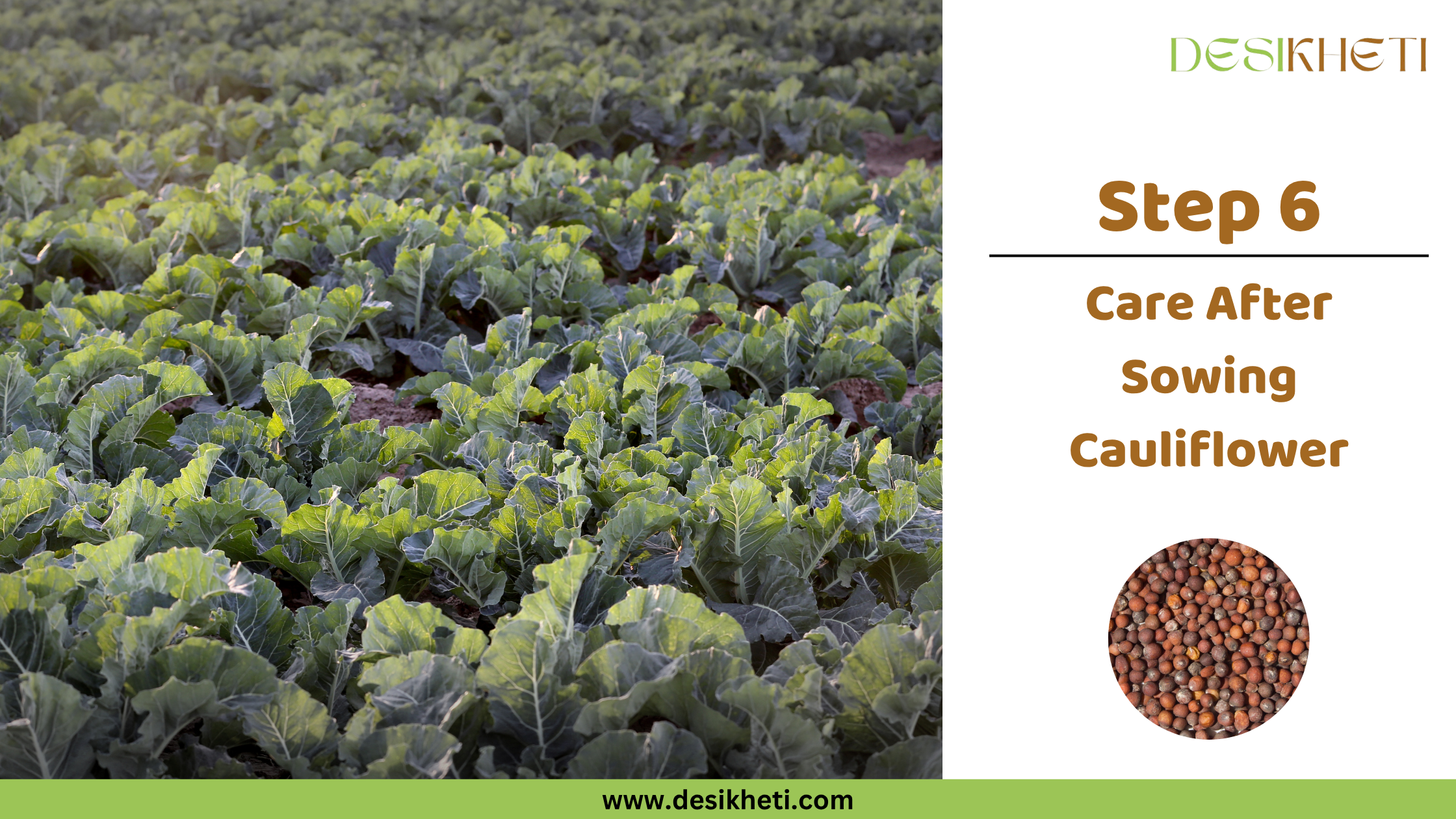 Step 6: Care After Sowing Cauliflower.
Step 6: Care After Sowing Cauliflower. A large field of green cauliflower plants is shown under a bright sky. The "DESIKHETI" logo is visible at the top right, along with a circular inset displaying cauliflower seeds, and the website address "www.desikheti.com".