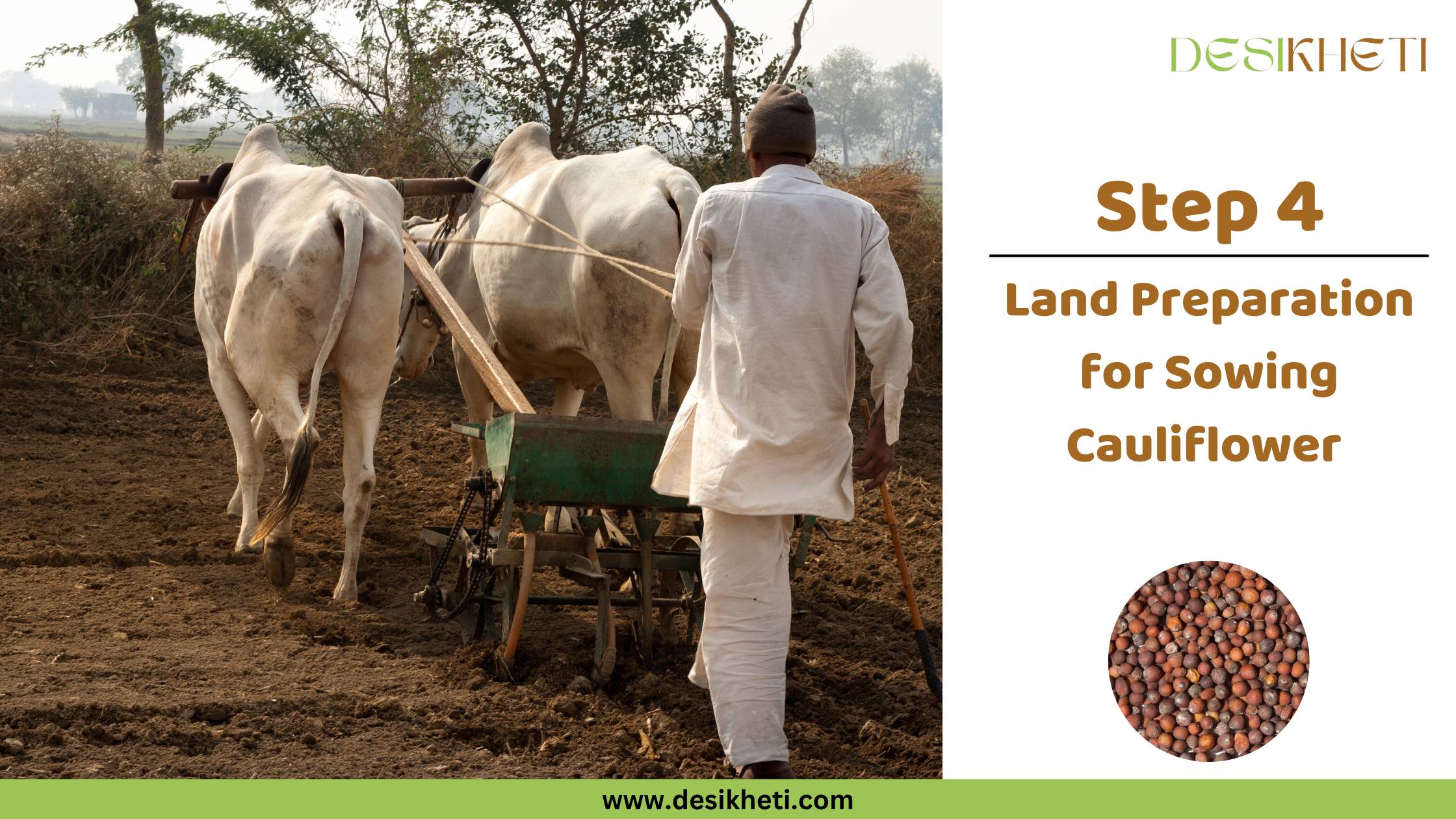 Step 4: Land Preparation for Sowing Cauliflower.
Step 4: Land Preparation for Sowing Cauliflower. Two white bullocks are pulling a traditional farming plow, guided by a person, across a field. The "DESIKHETI" logo is visible at the top right, along with a circular inset displaying cauliflower seeds, and the website address "www.desikheti.com".
