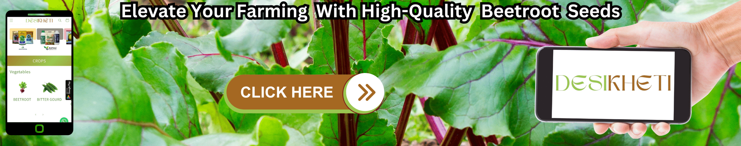 Elevate Your Farming With High-Quality Beetroot Seeds.
Elevate Your Farming With High-Quality Beetroot Seeds. A lush field of green beetroot leaves with visible purple stems serves as the background. A mobile phone on the left displays the "DESIKHETI" app interface, showing options for "CROPS" and "Vegetables" with icons for various produce. A hand on the right holds another mobile phone displaying the "DESIKHETI" logo. A prominent "CLICK HERE" button with a right-pointing arrow is centrally located on the image.