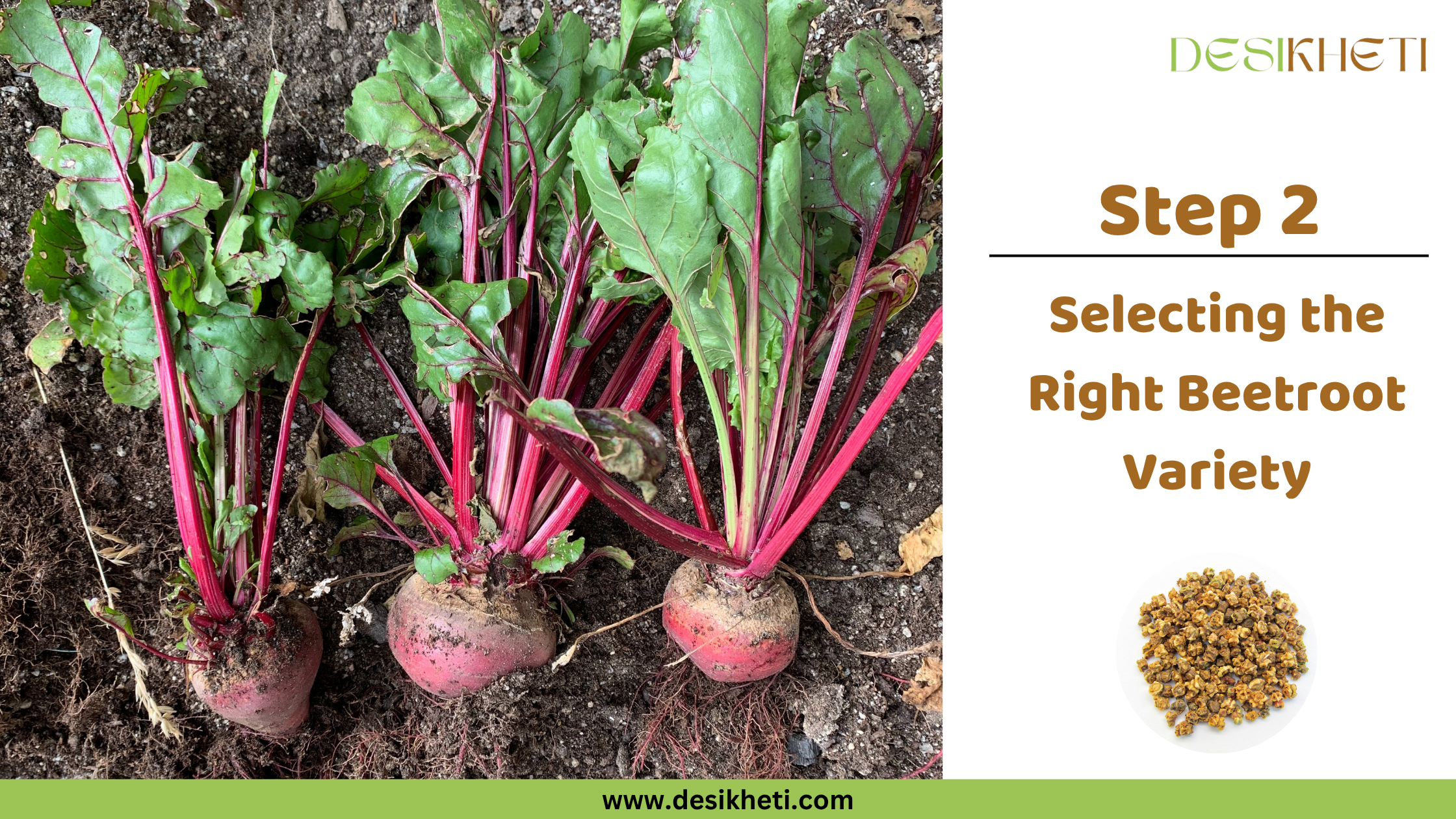 Step 2: Selecting the Right Beetroot Variety. Step 2: Selecting the Right Beetroot Variety. Three freshly harvested beetroots with their vibrant red stems and green leaves are laid out on dark soil, showcasing their roots. The "DESIKHETI" logo is visible at the top right, along with a circular inset displaying beetroot seeds, and the website address "www.desikheti.com" is at the bottom.
