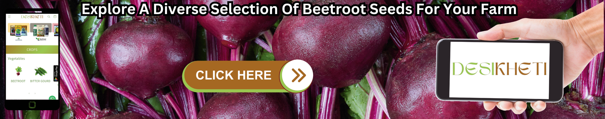 Explore A Diverse Selection Of Beetroot Seeds For Your Farm.
Explore A Diverse Selection Of Beetroot Seeds For Your Farm. A close-up of dark red beetroots with their leafy green and purple tops forms the background. A mobile phone on the left displays the "DESIKHETI" app interface, showing options for "CROPS" and "Vegetables" with icons for various produce. A hand on the right holds another mobile phone displaying the "DESIKHETI" logo. A prominent "CLICK HERE" button with a right-pointing arrow is centrally located on the image.