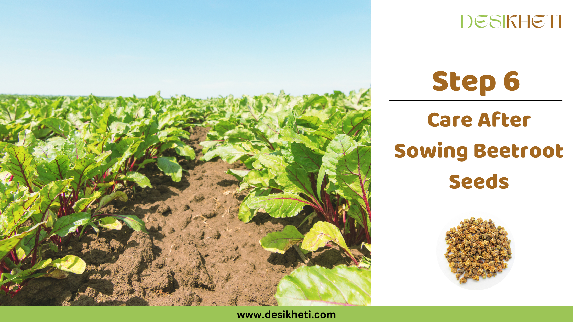 Step 6: Care After Sowing Beetroot Seeds. Step 6: Care After Sowing Beetroot Seeds. Rows of young beetroot plants with vibrant green leaves and reddish stems grow in tilled soil under a clear blue sky. The "DESIKHETI" logo is visible at the top right, along with a circular inset displaying beetroot seeds, and the website address "www.desikheti.com" is at the bottom.