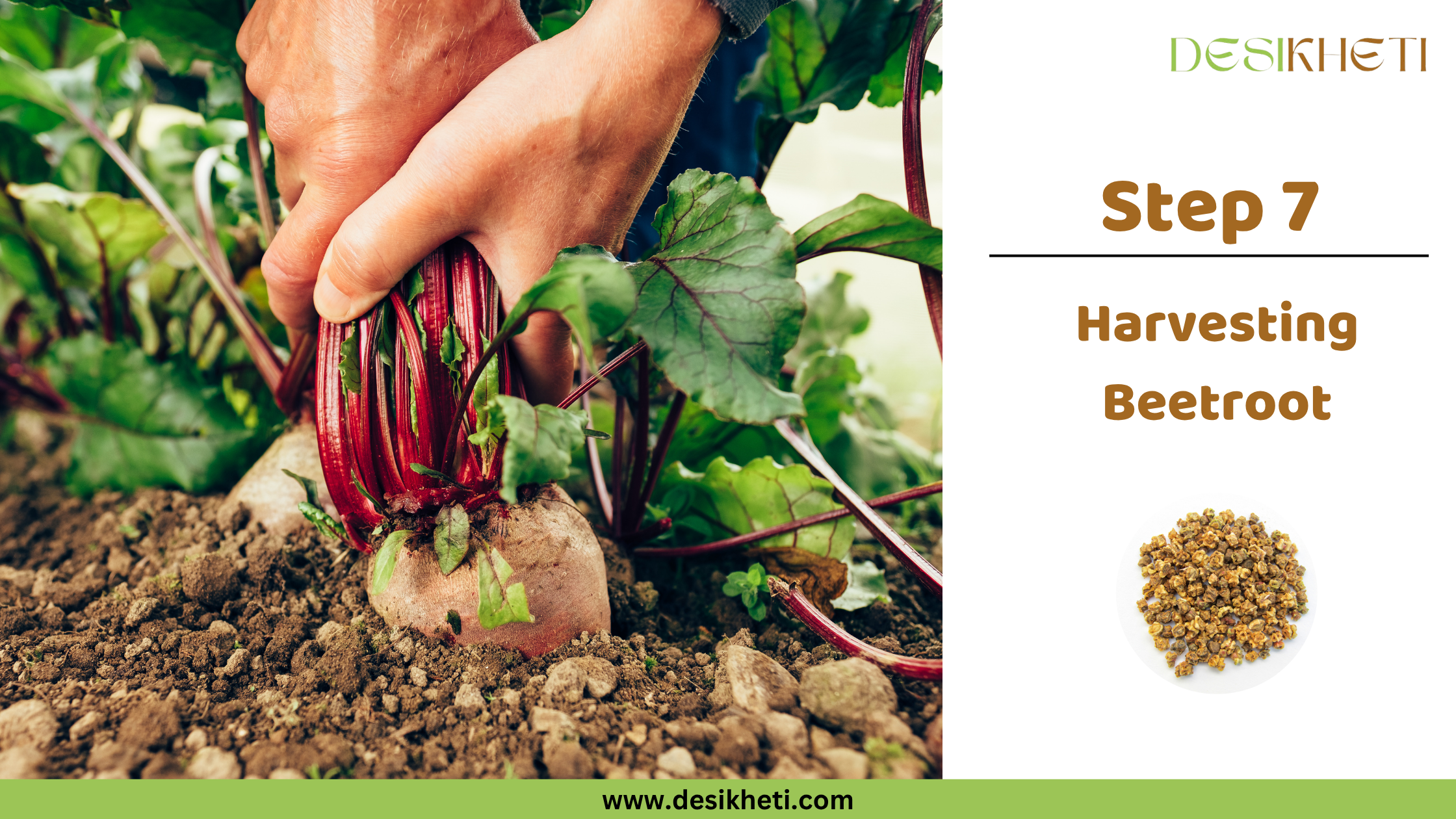 Step 7: Harvesting Beetroot . Step 7: Harvesting Beetroot . A person's hands are shown pulling a beetroot with its leafy top from the dark soil. The "DESIKHETI" logo is visible at the top right, along with a circular inset displaying beetroot seeds, and the website address "www.desikheti.com" is at the bottom.