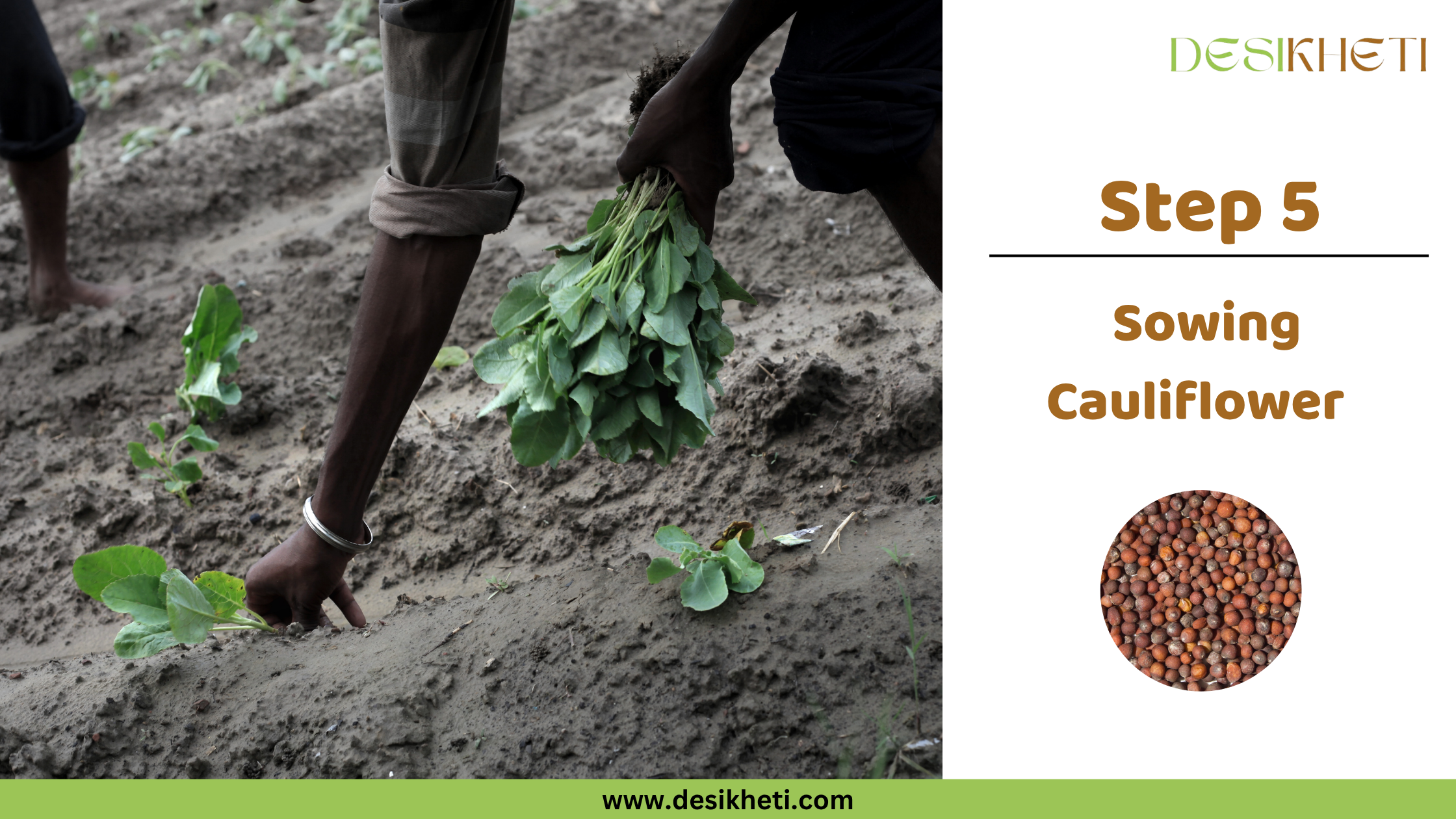 Step 5: Sowing Cauliflower.
Step 5: Sowing Cauliflower. A person is shown planting young cauliflower seedlings into muddy soil. The "DESIKHETI" logo is visible at the top right, along with a circular inset displaying cauliflower seeds, and the website address "www.desikheti.com".