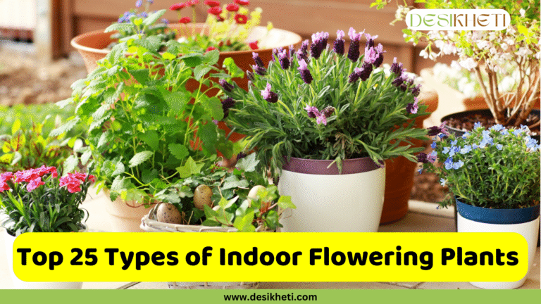 An array of potted indoor flowering plants are displayed, with a prominent white pot holding purple lavender in the center. Other visible plants include pink flowers in the foreground left, green leafy plants, and small blue flowers in a blue and white pot on the right. The text "Top 25 Types of Indoor Flowering Plants" is displayed prominently in a yellow banner across the bottom. The top right corner features a logo with the text "DESIKHETI". The website "www.desikheti.com" is visible at the very bottom.