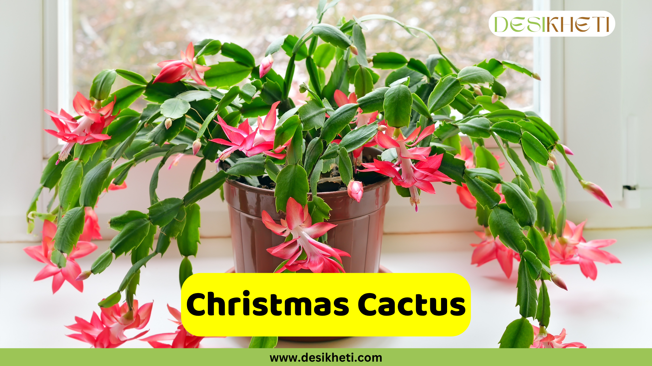 Christmas Cactus
A vibrant Christmas Cactus with numerous pink blossoms and green segmented stems sits in a brown pot on a white windowsill, with a soft, blurred outdoor view in the background. A prominent yellow banner at the bottom of the image reads "Christmas Cactus." In the top right corner, the "DESIKHETI" logo is visible, and the website "www.desikheti.com" is displayed at the very bottom.