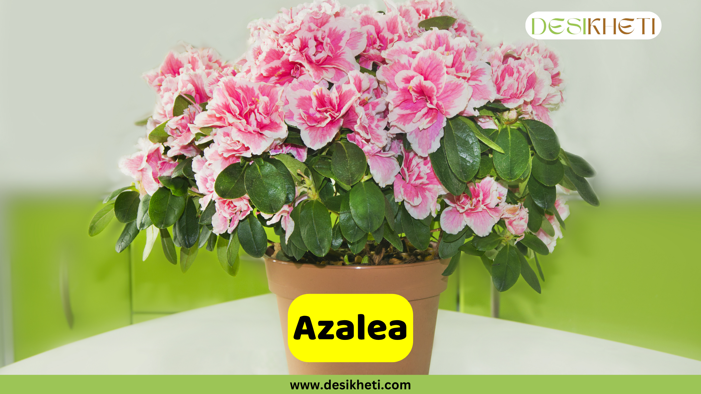 Azalea A vibrant Azalea plant, overflowing with numerous pink and white ruffled blossoms and green leaves, is shown in a brown pot. The plant sits on a white surface against a softly blurred light green background. A yellow banner across the bottom displays the word "Azalea". The top right corner features a logo with the text "DESIKHETI". The website "www.desikheti.com" is visible at the very bottom.