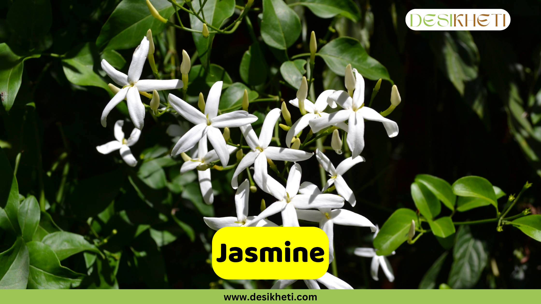 Jasmine
A cluster of fragrant white Jasmine flowers with distinct star-shaped petals and light yellow centers are prominently featured against a backdrop of deep green leaves and vines. A yellow banner across the bottom displays the word "Jasmine". The top right corner features a logo with the text "DESIKHETI". The website "www.desikheti.com" is visible at the very bottom.