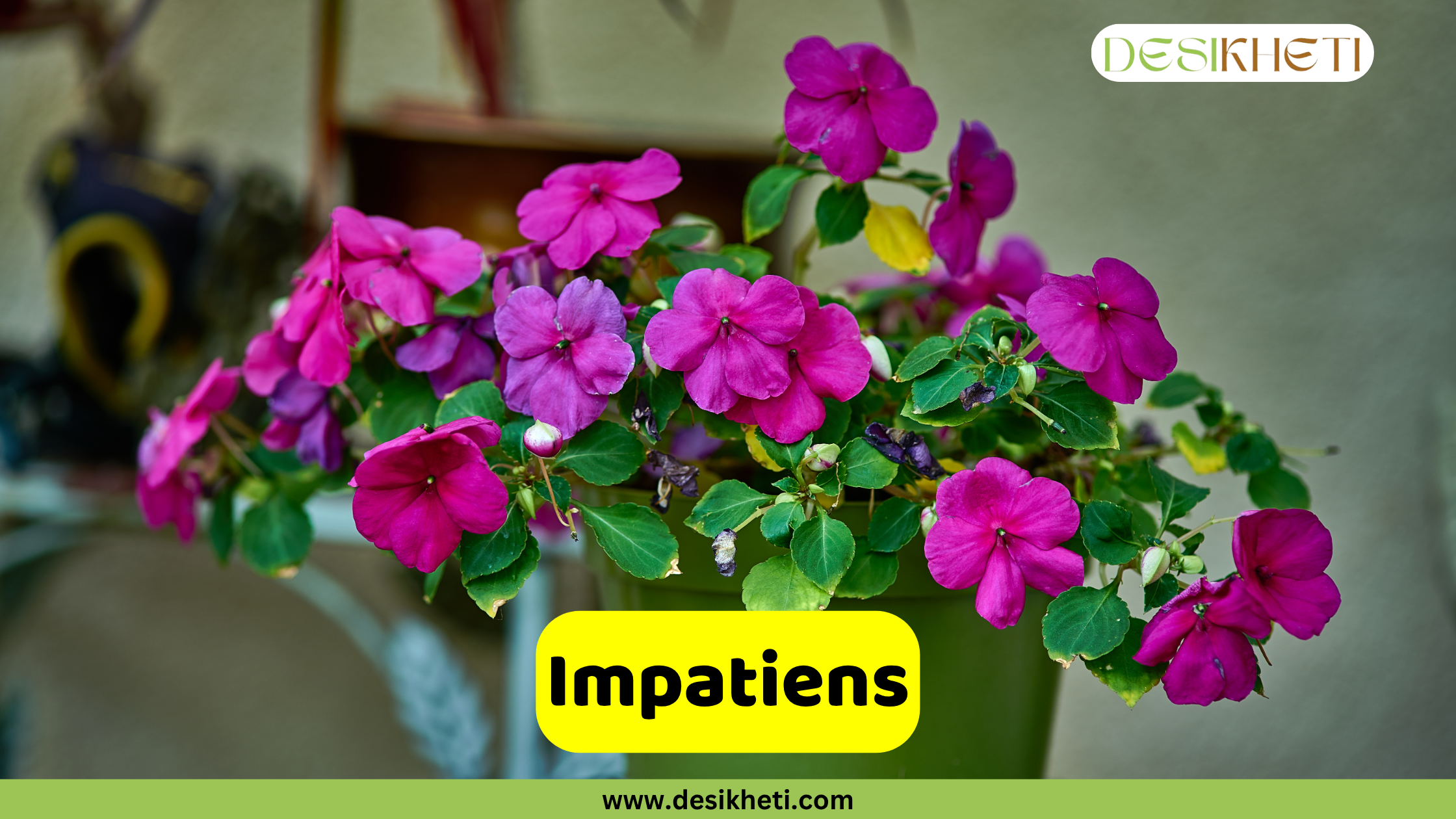 Impatiens
A lush potted Impatiens plant with numerous vibrant pink and purple flowers and green leaves is shown, with a blurred background suggesting an outdoor or patio setting. A yellow banner across the bottom displays the word "Impatiens". The top right corner features a logo with the text "DESIKHETI". The website "www.desikheti.com" is visible at the very bottom.