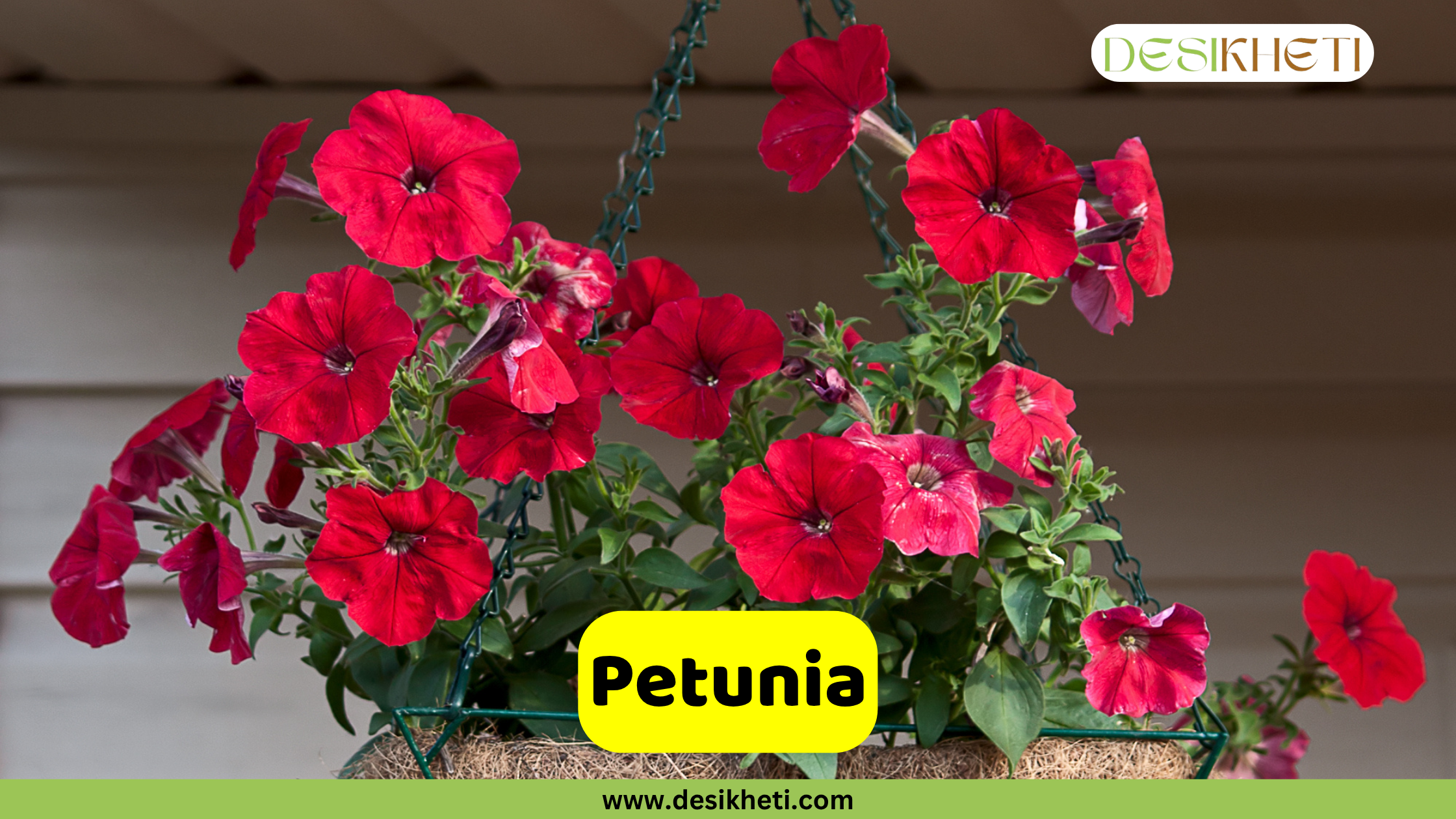 Petunia
A hanging basket overflowing with vibrant red Petunia flowers, with some green foliage visible. The basket hangs against a blurred background of horizontal wooden planks. A yellow banner across the bottom displays the word "Petunia". The top right corner features a logo with the text "DESIKHETI". The website "www.desikheti.com" is visible at the very bottom.