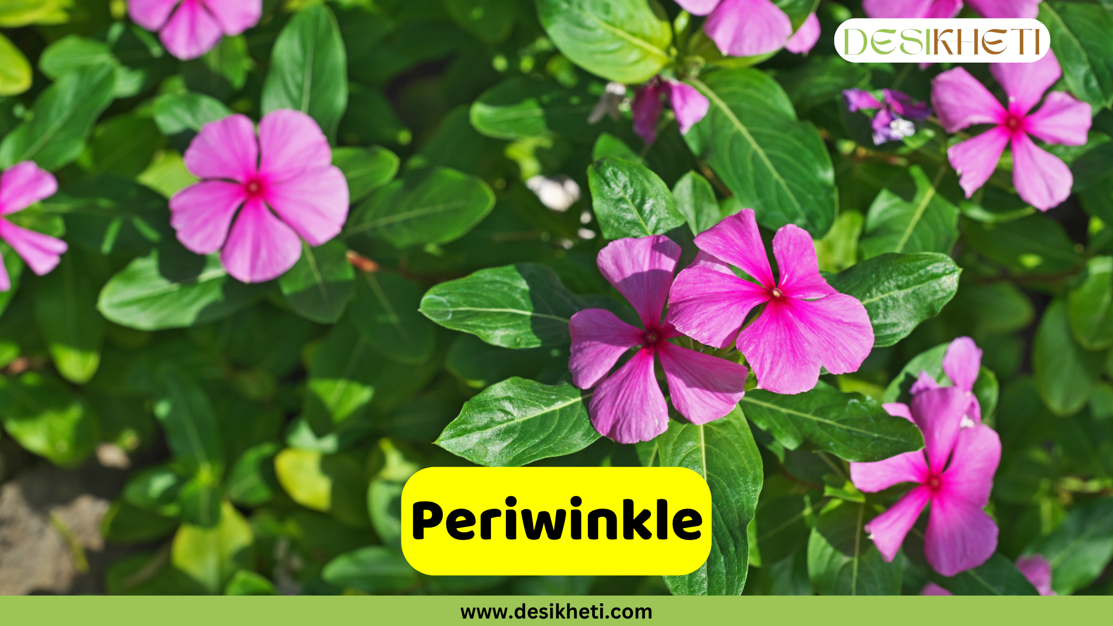 Periwinkle
A close-up view of multiple vibrant pink Periwinkle flowers with five petals and small yellow centers, nestled among dark green leaves. A yellow banner across the bottom displays the word "Periwinkle". The top right corner features a logo with the text "DESIKHETI". The website "www.desikheti.com" is visible at the very bottom.