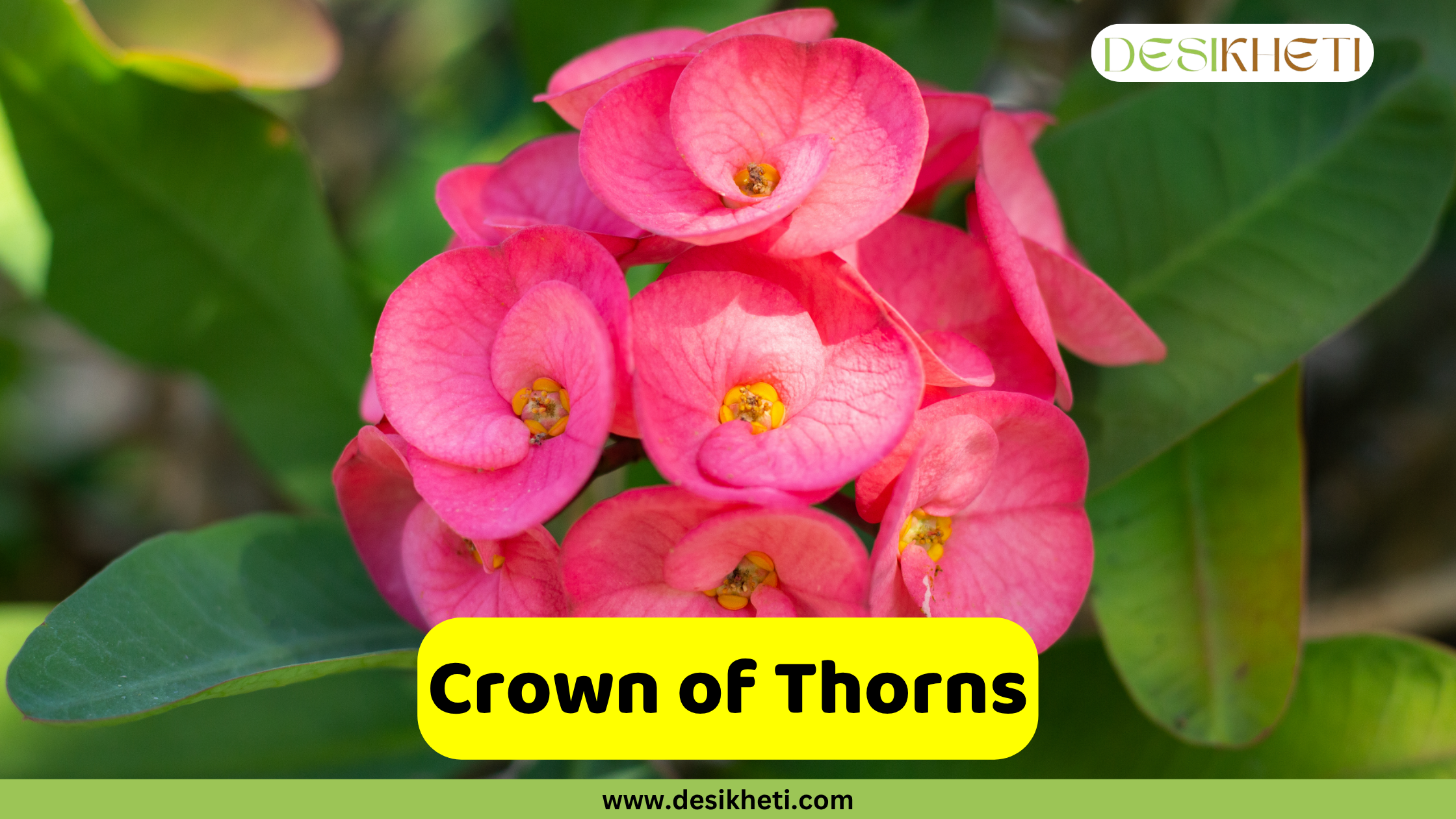 Crown Thorns
A cluster of vibrant pink Crown of Thorns flowers, each with a small yellow center, are shown in close-up, surrounded by deep green leaves. A yellow banner across the bottom displays the words "Crown of Thorns". The top right corner features a logo with the text "DESIKHETI". The website "www.desikheti.com" is visible at the very bottom.