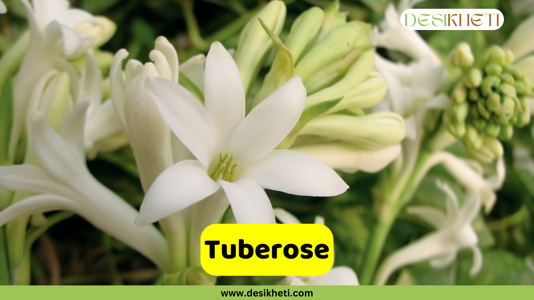 Tuberose
A close-up view of elegant white Tuberose flowers, some fully bloomed with six petals and a subtle greenish tint at their base, and others still in bud form. The background is a soft blur of green. A yellow banner across the bottom displays the word "Tuberose". The top right corner features a logo with the text "DESIKHETI". The website "www.desikheti.com" is visible at the very bottom.