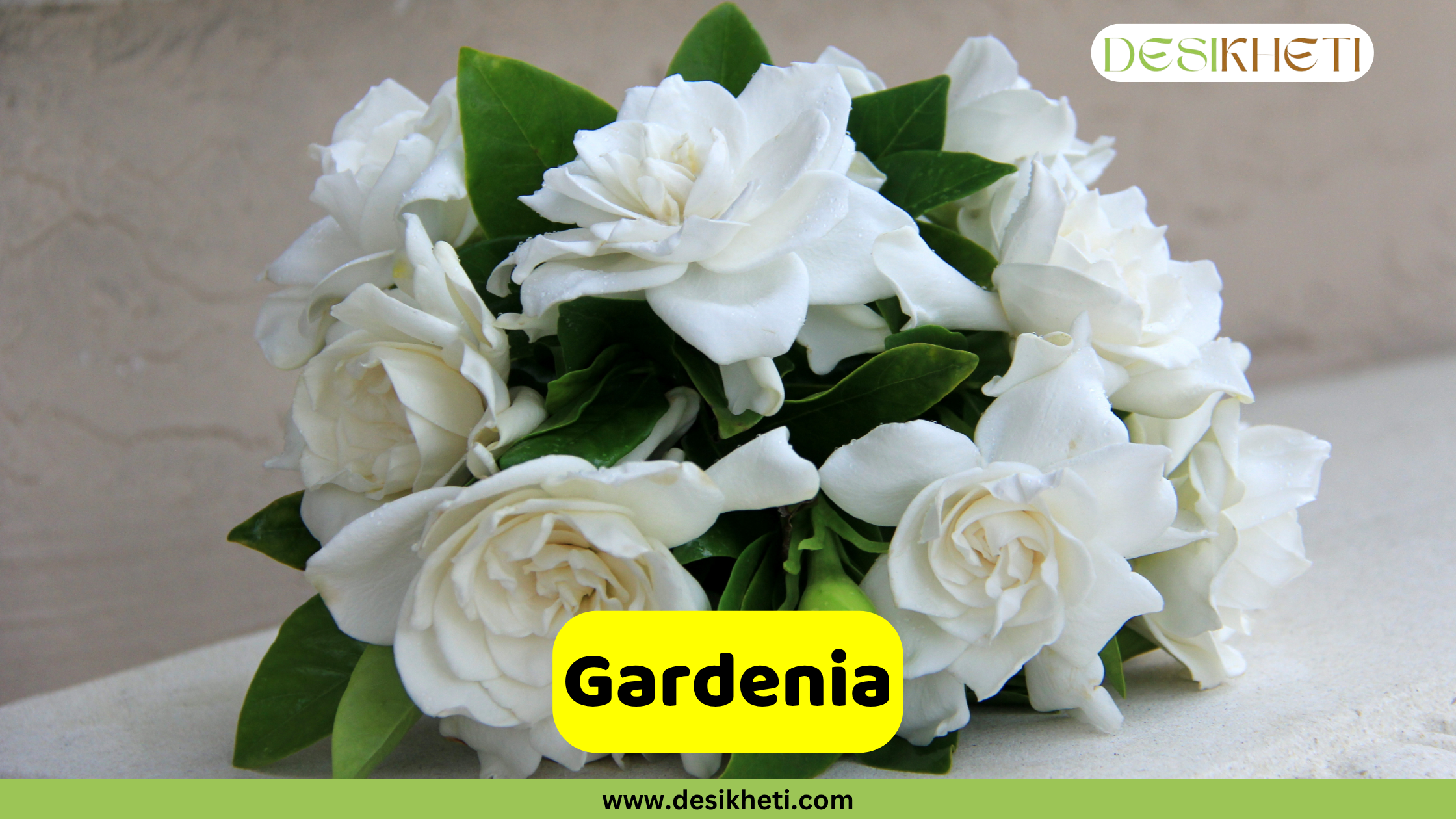 Gardenia
A bouquet of pristine white Gardenia flowers with lush green leaves, arranged closely together against a blurred light background. A yellow banner across the bottom displays the word "Gardenia". The top right corner features a logo with the text "DESIKHETI". The website "www.desikheti.com" is visible at the very bottom.