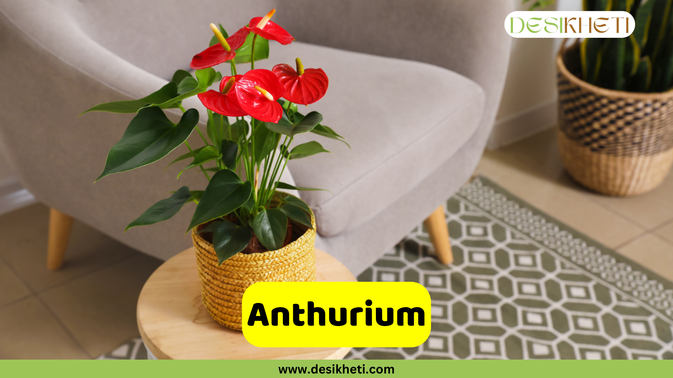 Anthurium A vibrant red Anthurium plant with green leaves sits in a woven pot on a light wooden stool. In the background, a light grey upholstered armchair is visible, and to the right, another potted plant in a textured basket sits next to a patterned rug. A yellow banner across the bottom displays the word "Anthurium". The top right corner features a logo with the text "DESIKHETI". The website "www.desikheti.com" is visible at the very bottom.