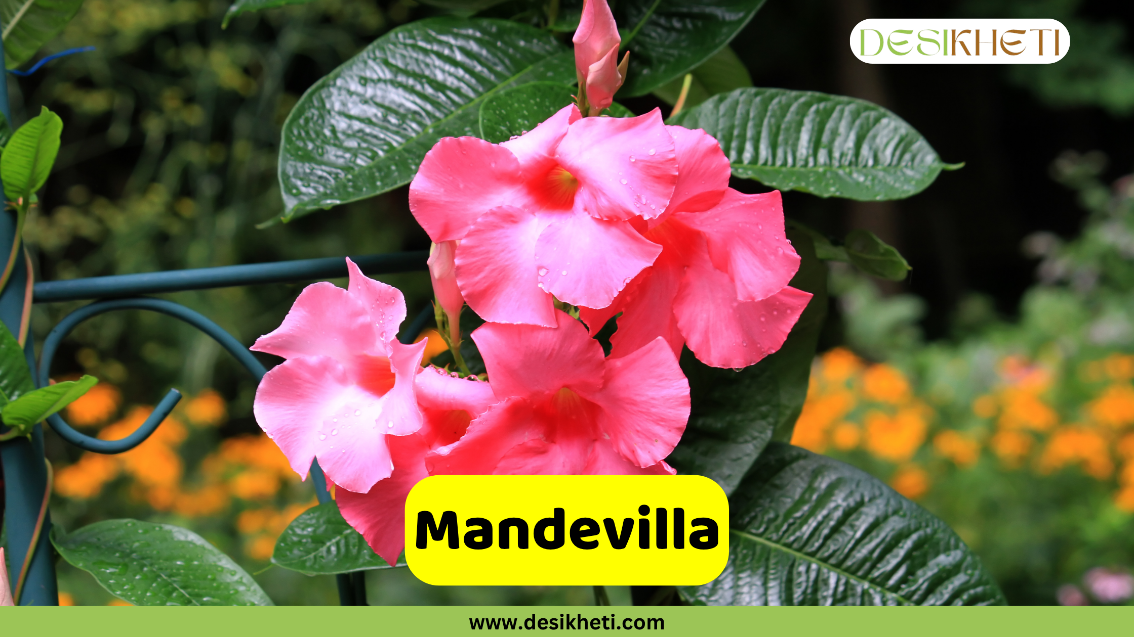 Mandevilla
A cluster of large, vibrant pink Mandevilla flowers with hints of darker pink in their centers and water droplets on their petals, surrounded by glossy green leaves and a budding flower. The background is a soft blur of green and orange. A yellow banner across the bottom displays the word "Mandevilla". The top right corner features a logo with the text "DESIKHETI". The website "www.desikheti.com" is visible at the very bottom.