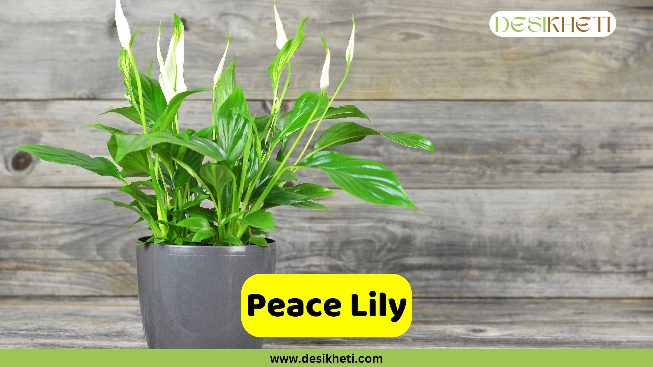Peace Lily
A lush Peace Lily plant with several white spathes (flower-like bracts) and dark green leaves is displayed in a grey pot against a rustic wooden background. A yellow banner across the bottom displays the words "Peace Lily". The top right corner features a logo with the text "DESIKHETI". The website "www.desikheti.com" is visible at the very bottom.