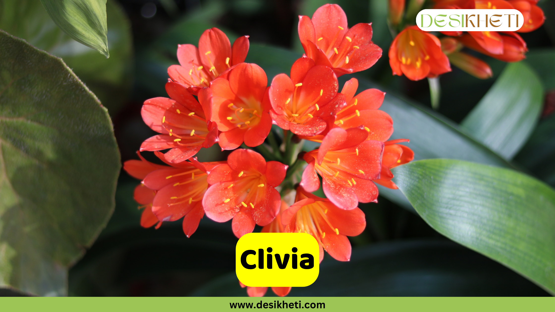Clivia
A close-up shot of a cluster of bright orange Clivia flowers with yellow centers and visible stamens, surrounded by deep green foliage. A yellow banner across the bottom displays the word "Clivia". The top right corner features a logo with the text "DESIKHETI". The website "www.desikheti.com" is visible at the very bottom.