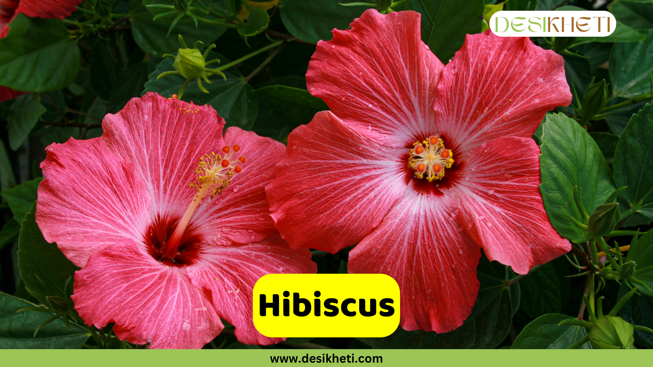 Hibiscus
Two vibrant pink and red Hibiscus flowers are prominently featured, with their prominent stamens and pistils visible. The flowers are surrounded by lush green foliage. A yellow banner across the bottom displays the word "Hibiscus". The top right corner features a logo with the text "DESIKHETI". The website "www.desikheti.com" is visible at the very bottom.