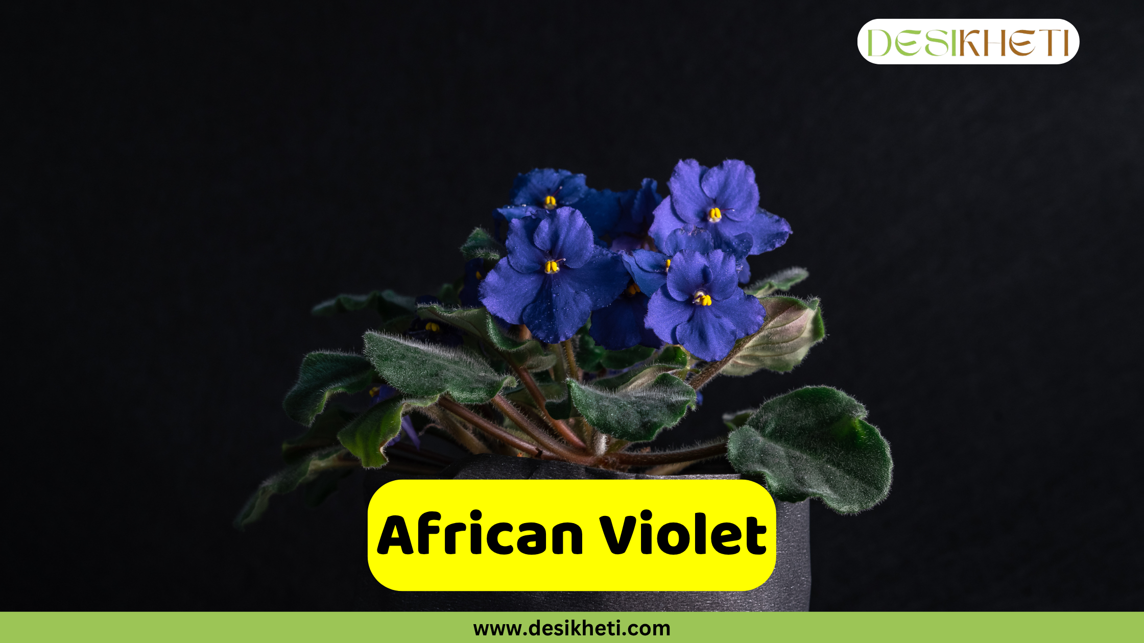 African Violet
A potted African Violet plant with vibrant blue-purple flowers and yellow centers sits against a dark, plain background. Its characteristic fuzzy green leaves are visible beneath the blooms. A yellow banner across the bottom displays the words "African Violet". The top right corner features a logo with the text "DESIKHETI". The website "www.desikheti.com" is visible at the very bottom.